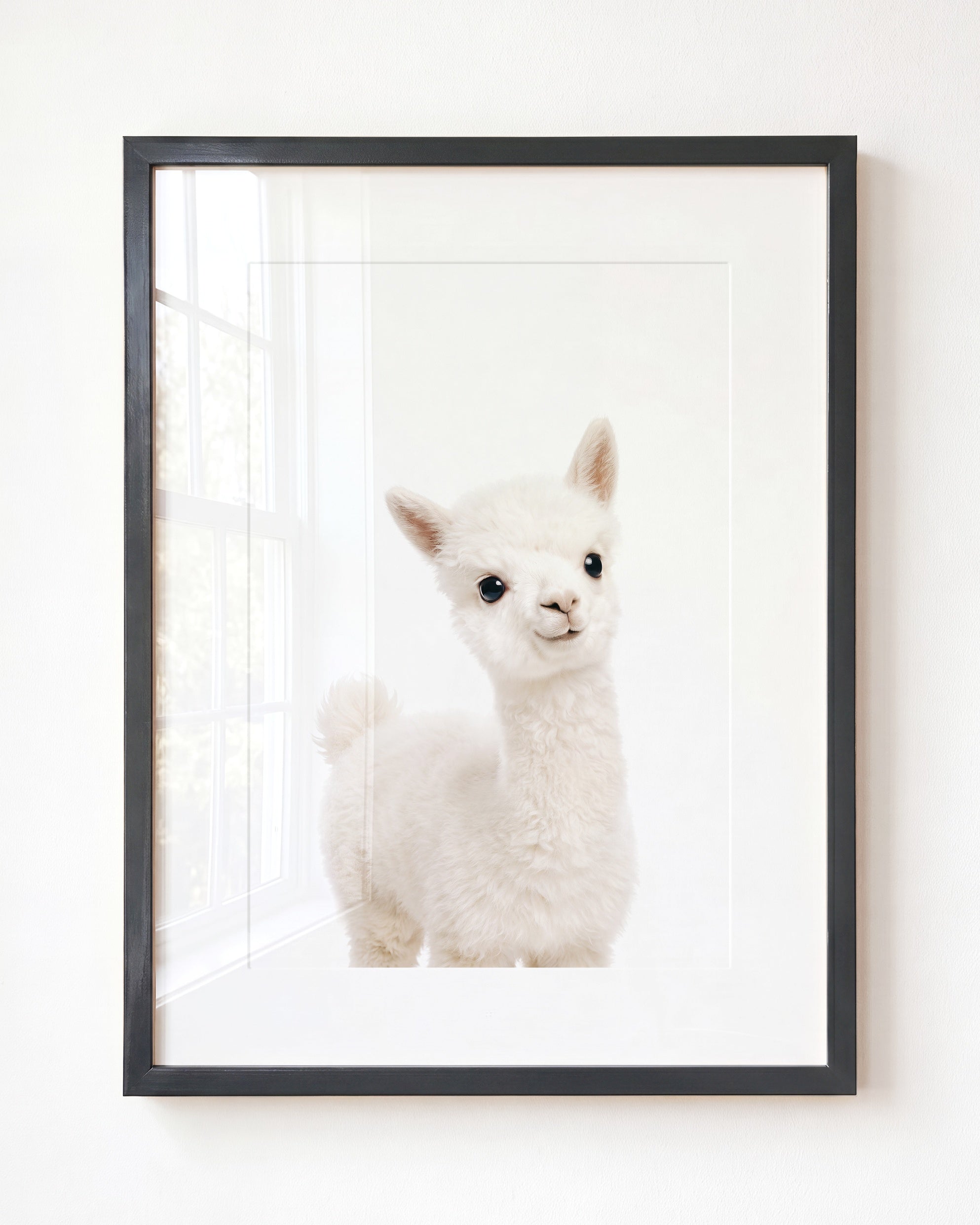 Baby Alpaca