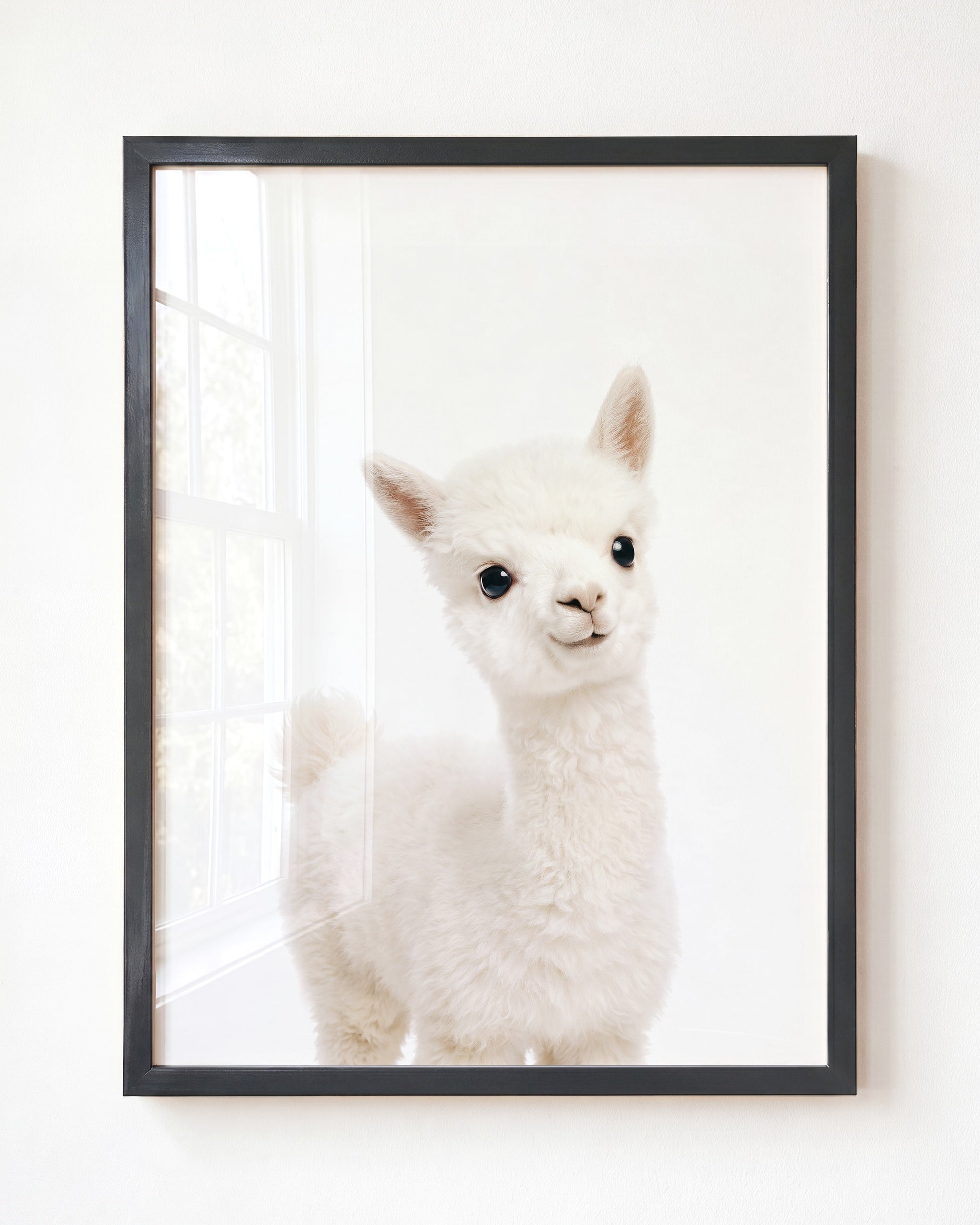 Baby Alpaca