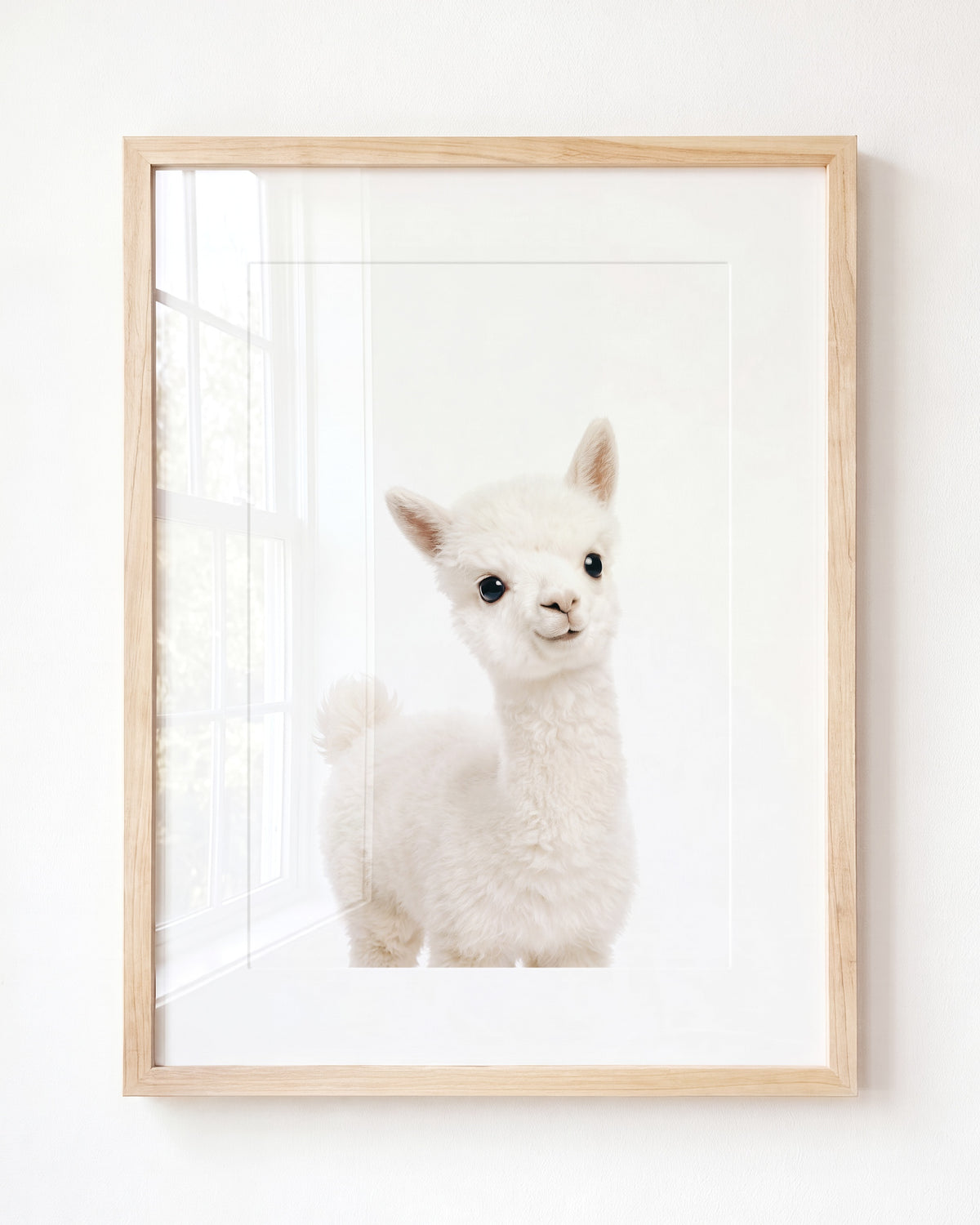 Baby Alpaca