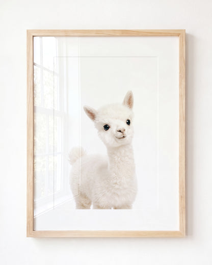 Baby Alpaca