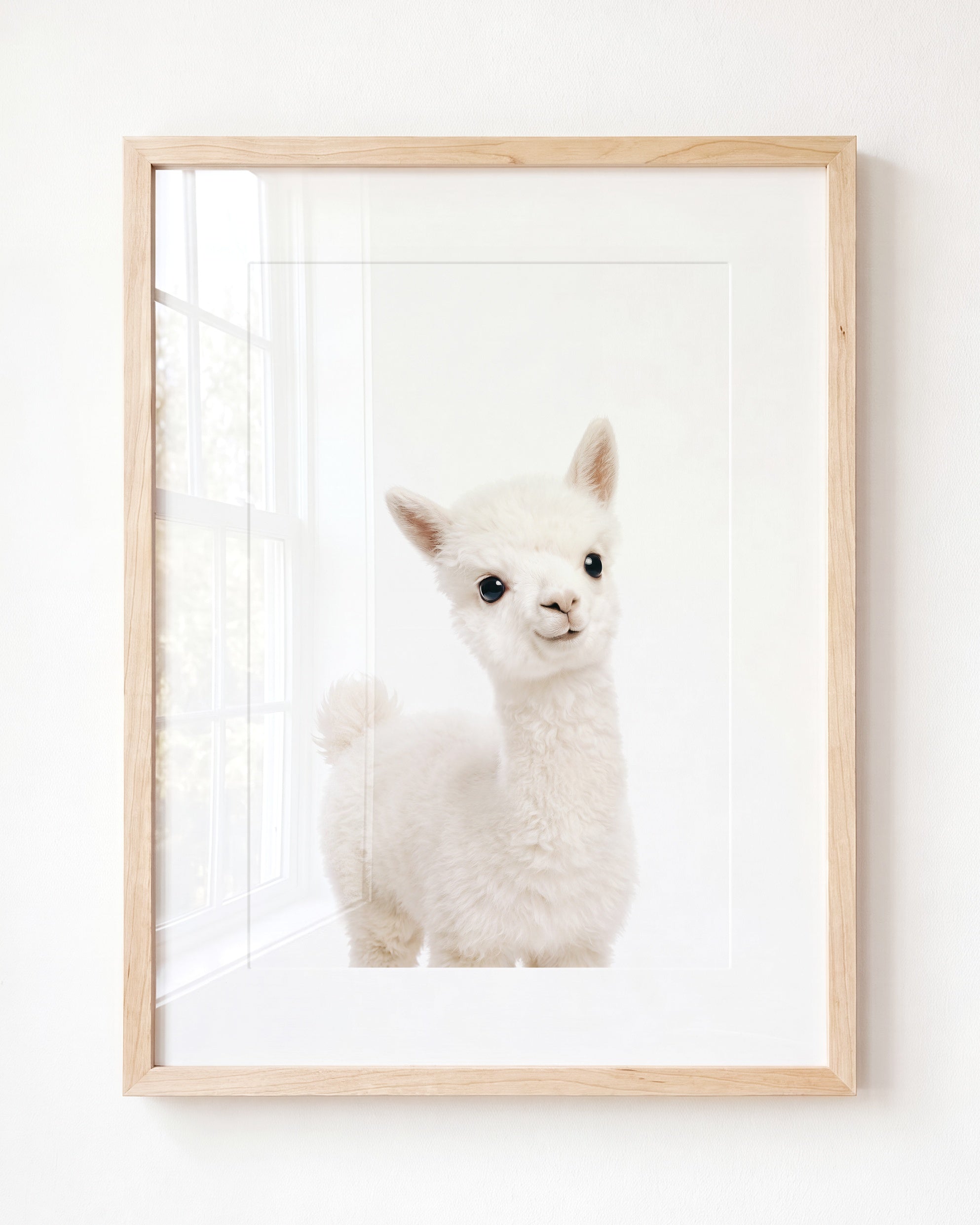 Baby Alpaca