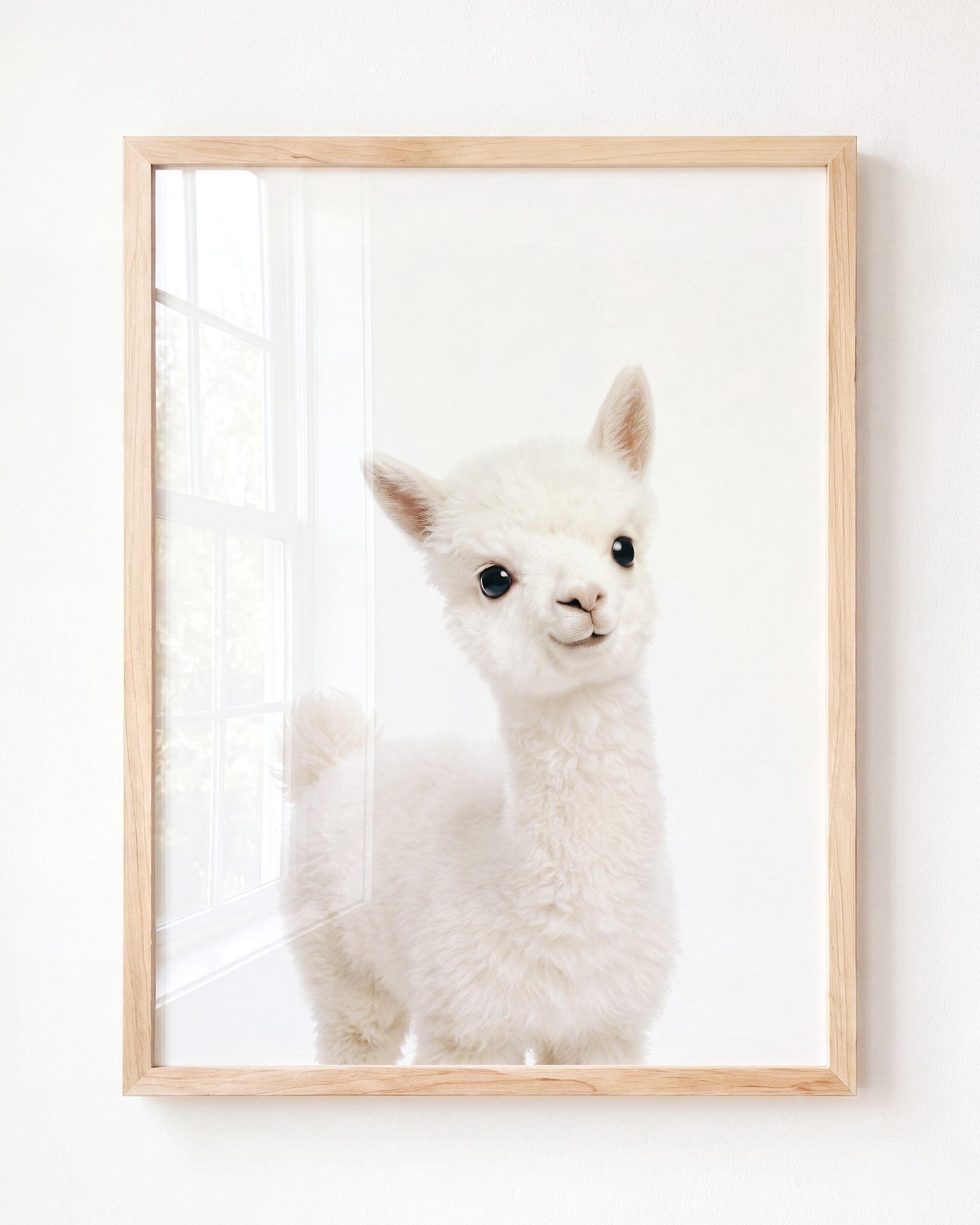 Baby Alpaca