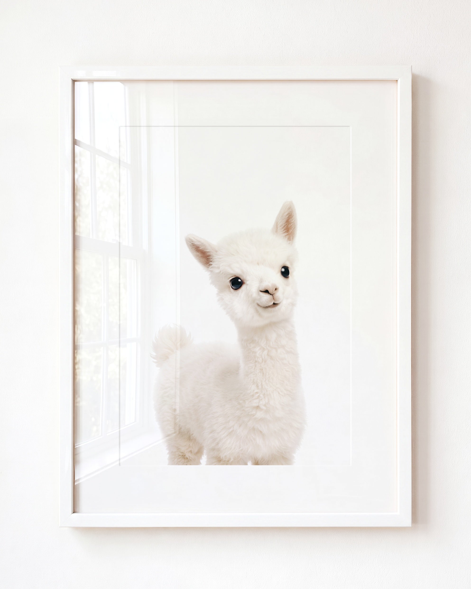 Baby Alpaca