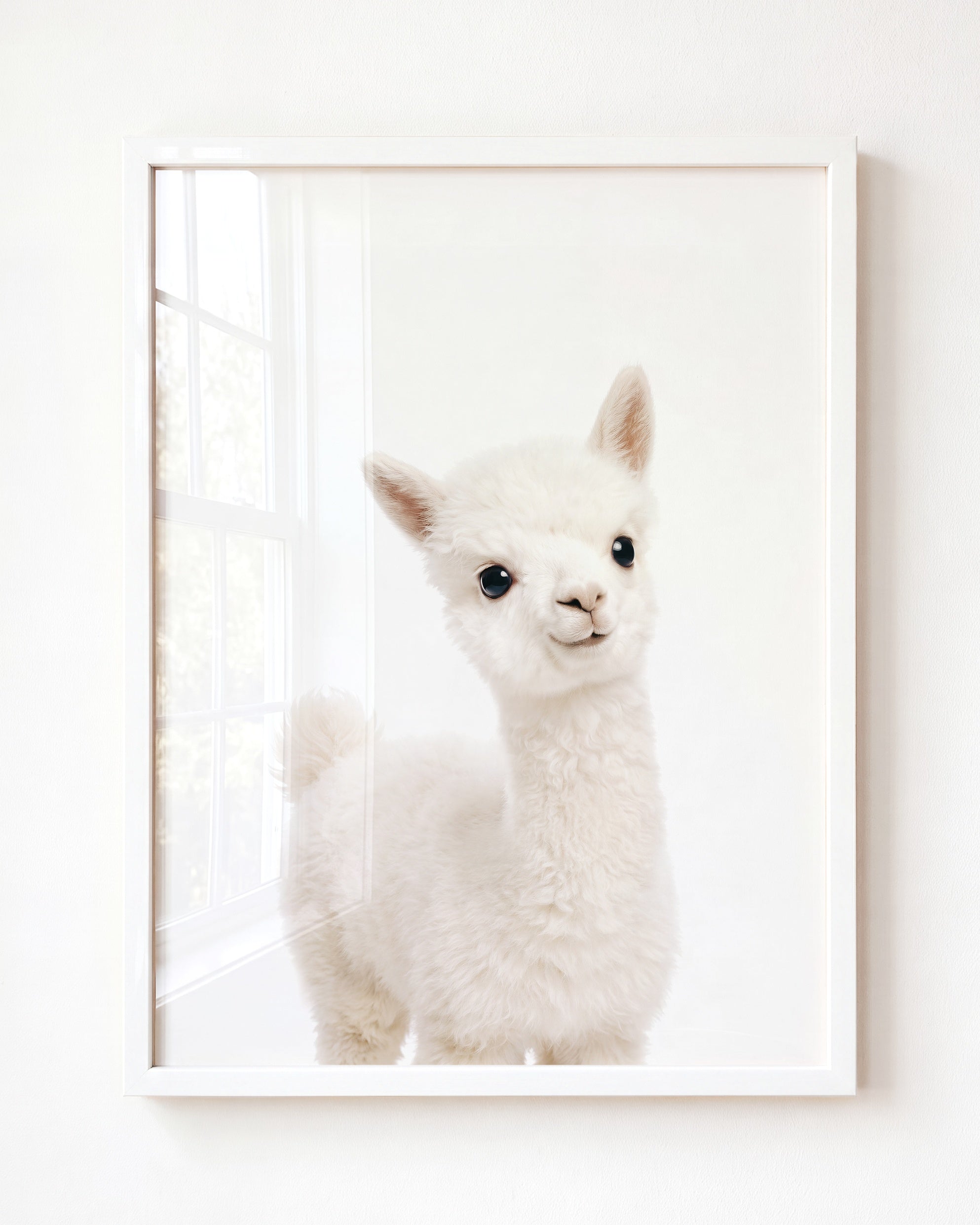 Baby Alpaca