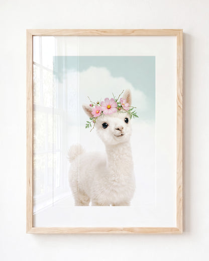 Baby Alpaca