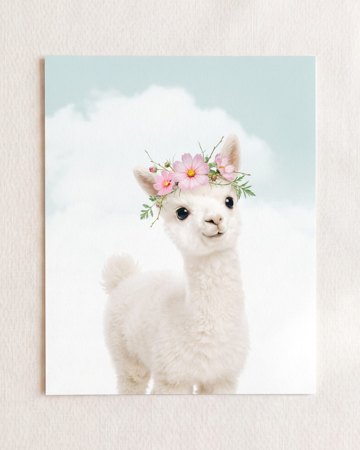 Baby Alpaca