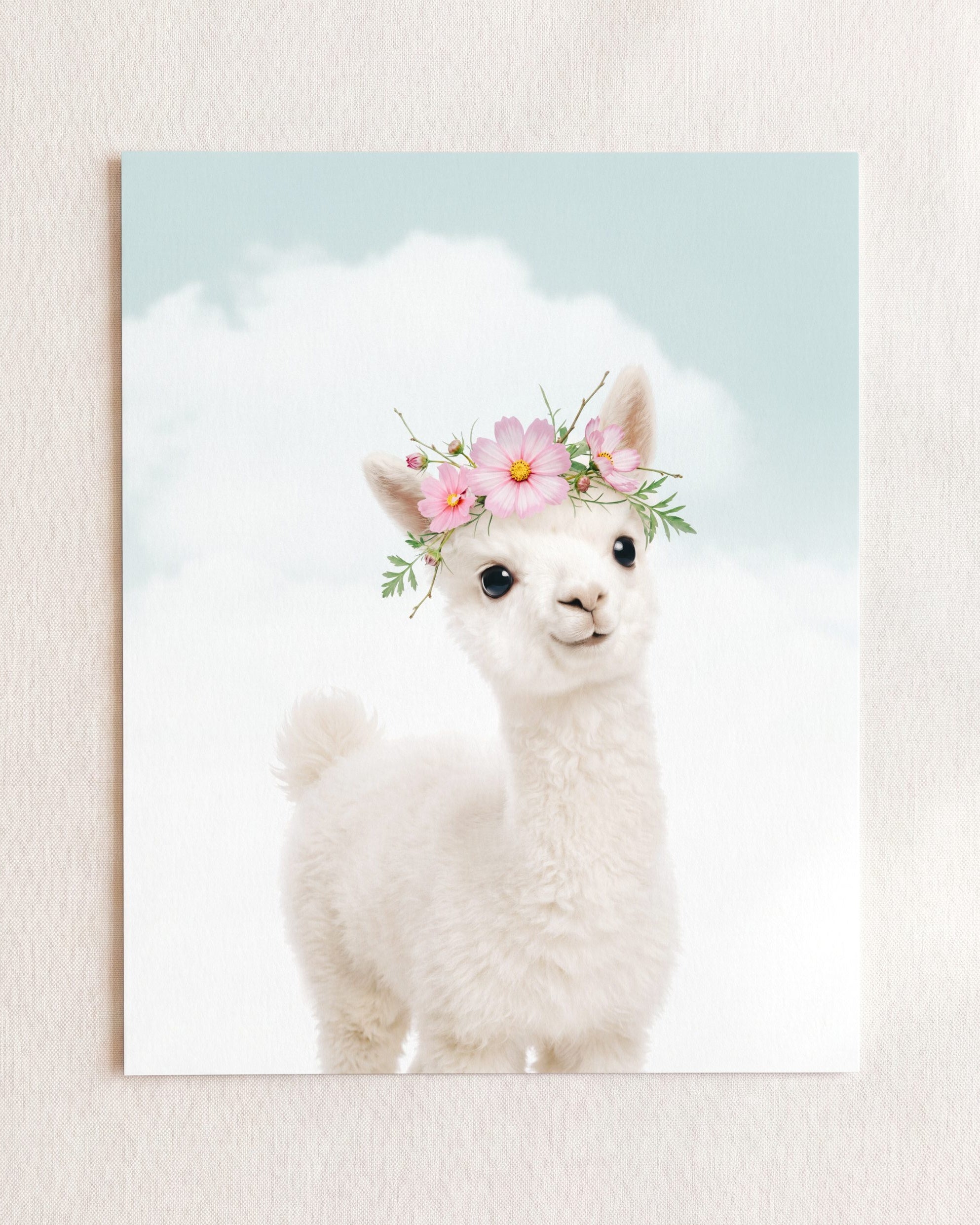 Baby Alpaca
