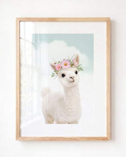 Baby Alpaca
