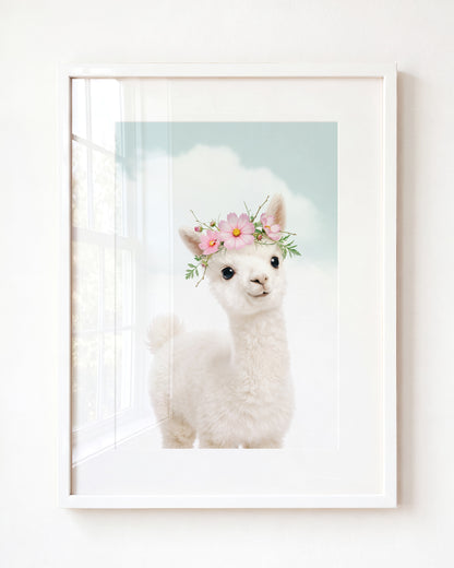 Baby Alpaca