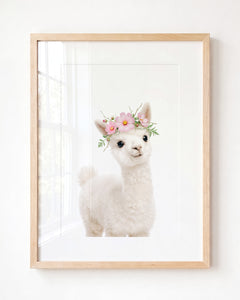 Baby Alpaca