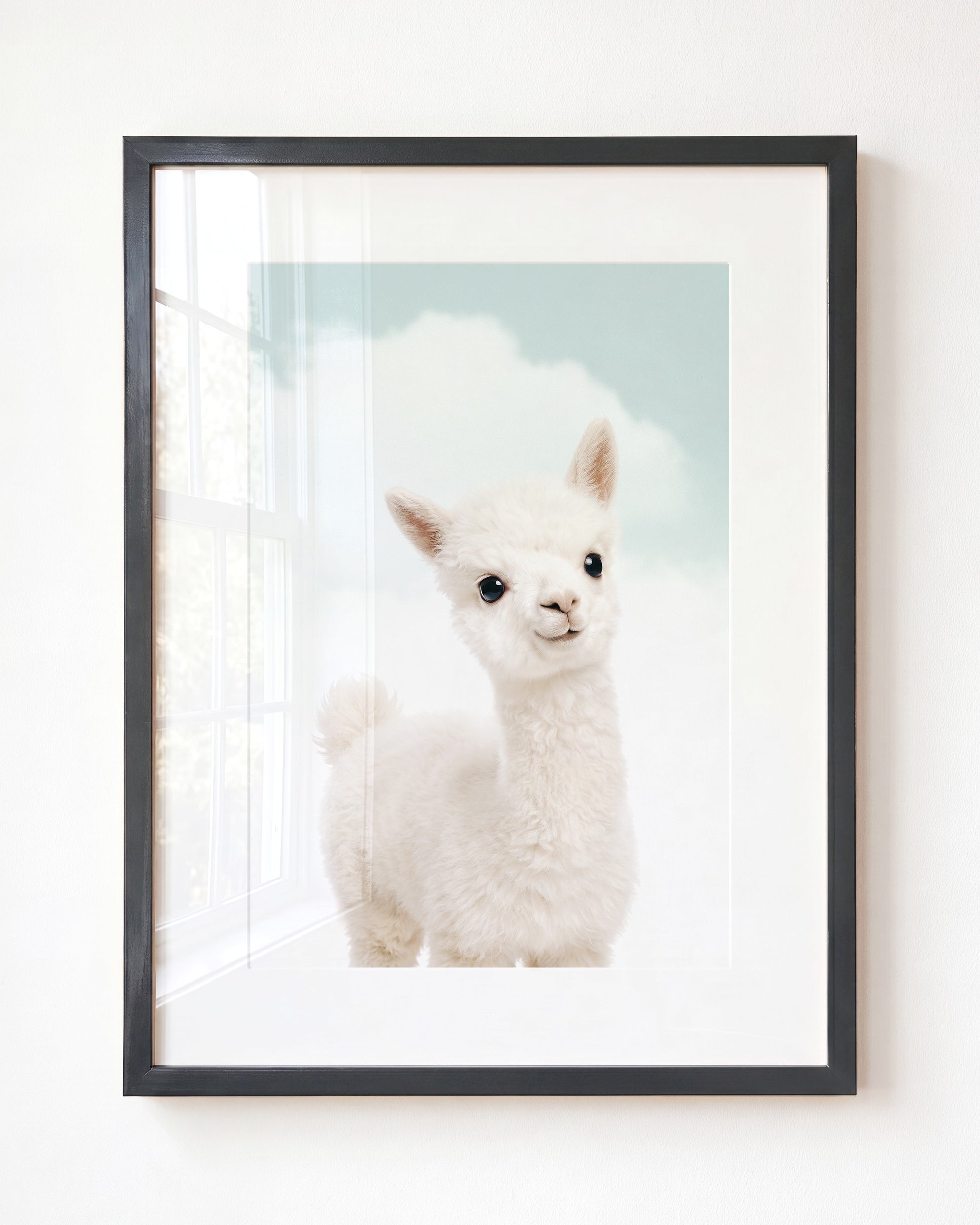 Baby Alpaca