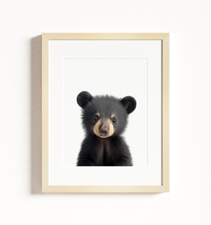 Baby Black Bear