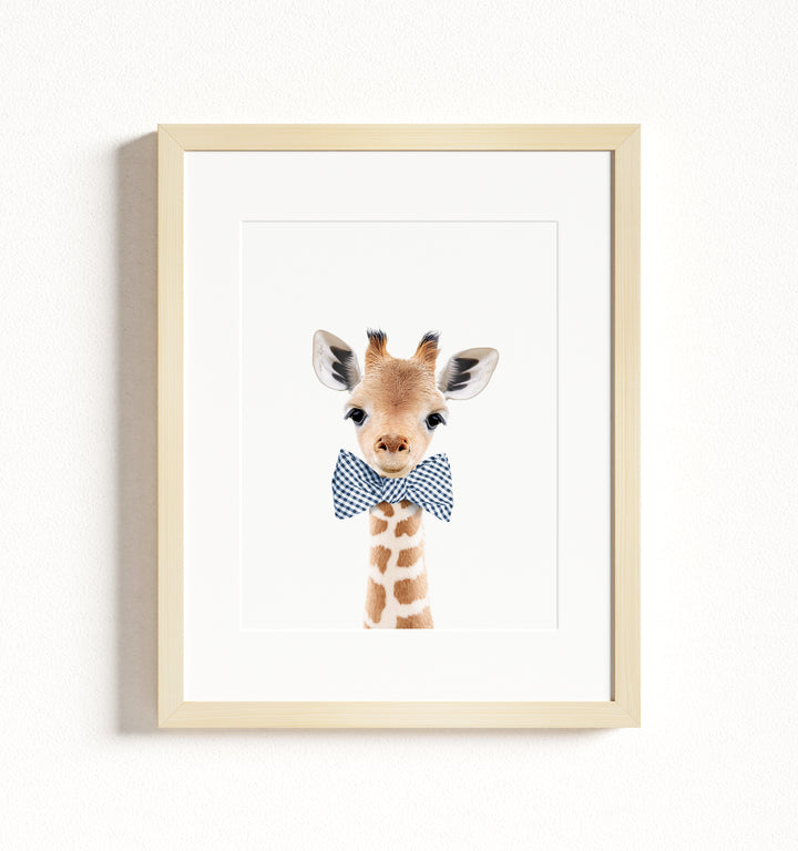 Baby Giraffe