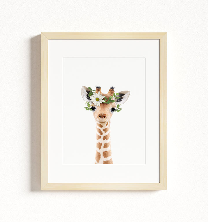 Baby Giraffe