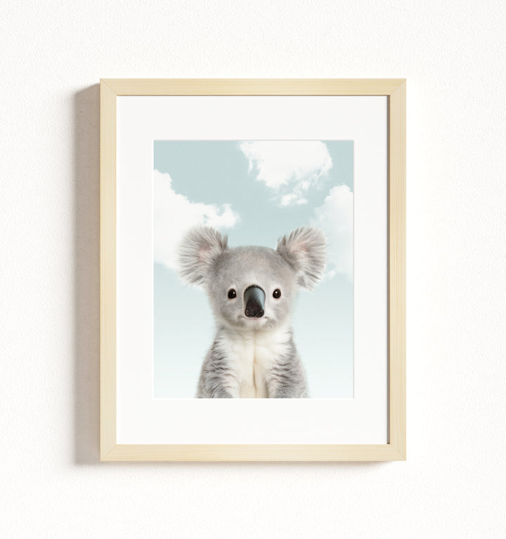 Baby Koala