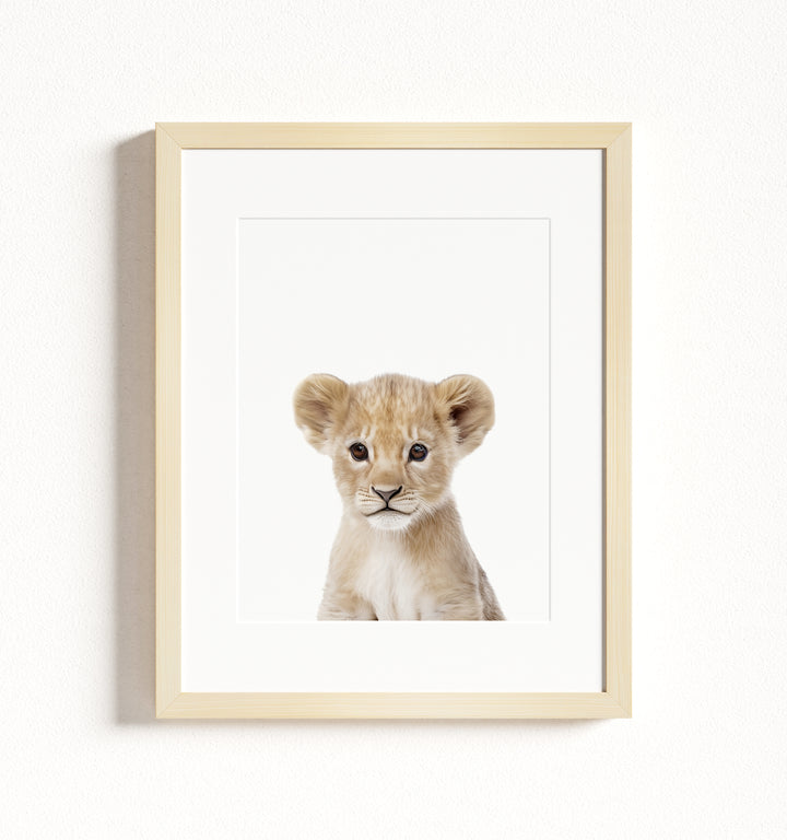 Baby Lion