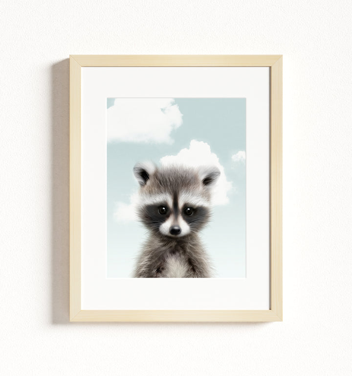 Baby Raccoon