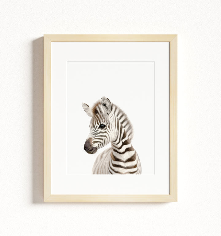 Baby Zebra