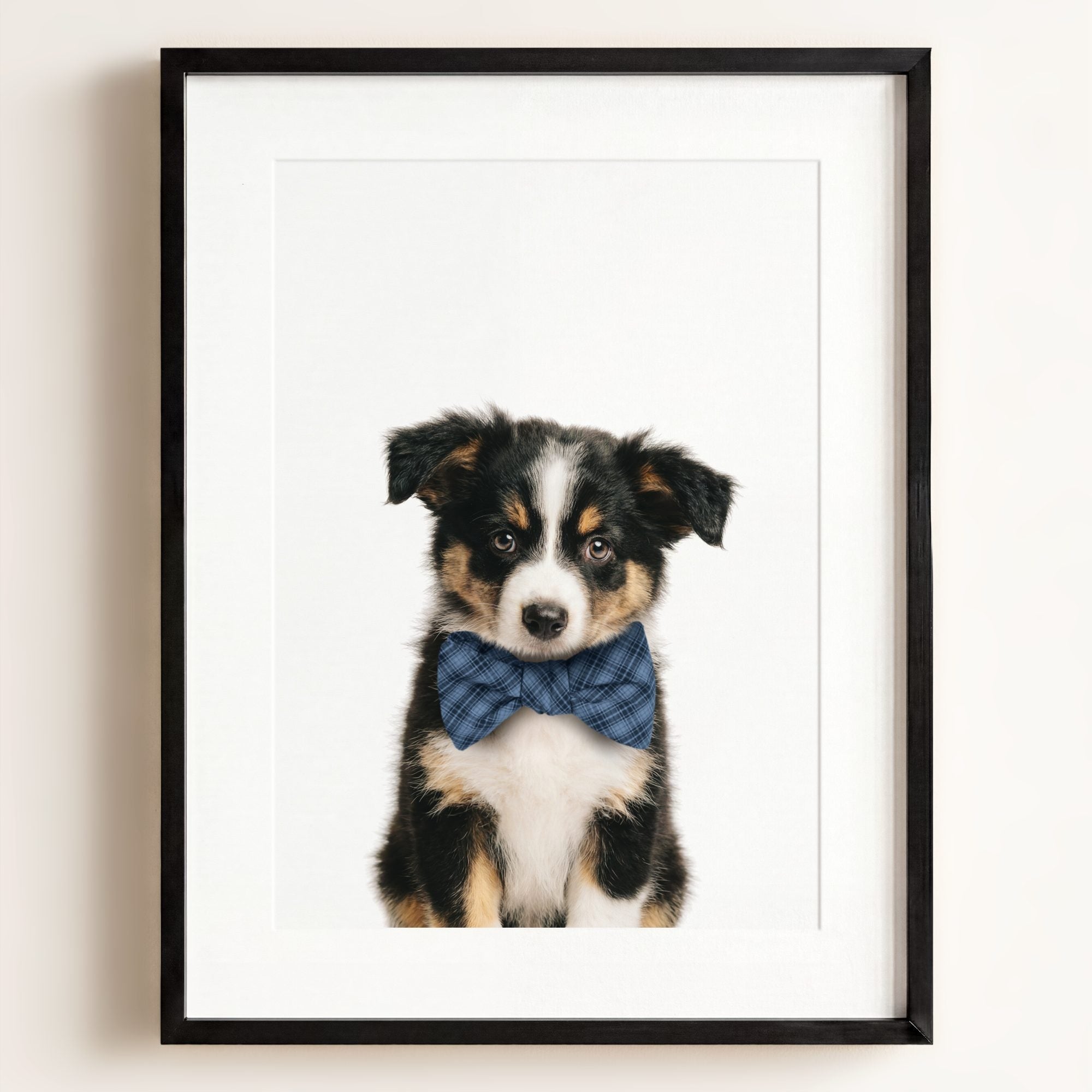 Baby Australian Shepherd Puppy