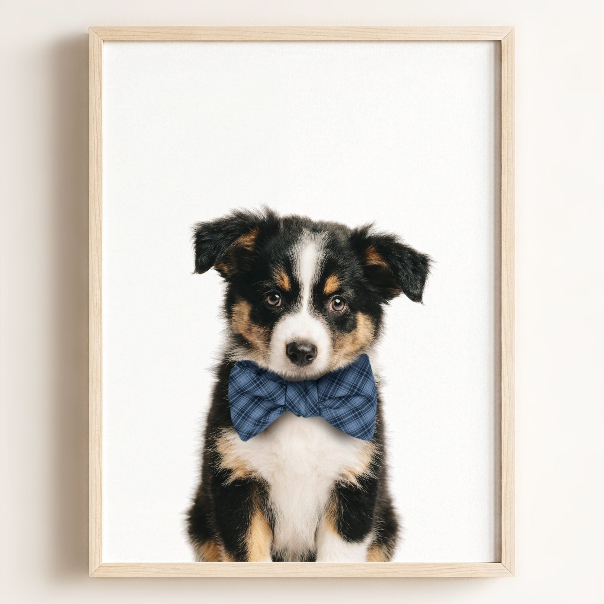 Baby Australian Shepherd Puppy