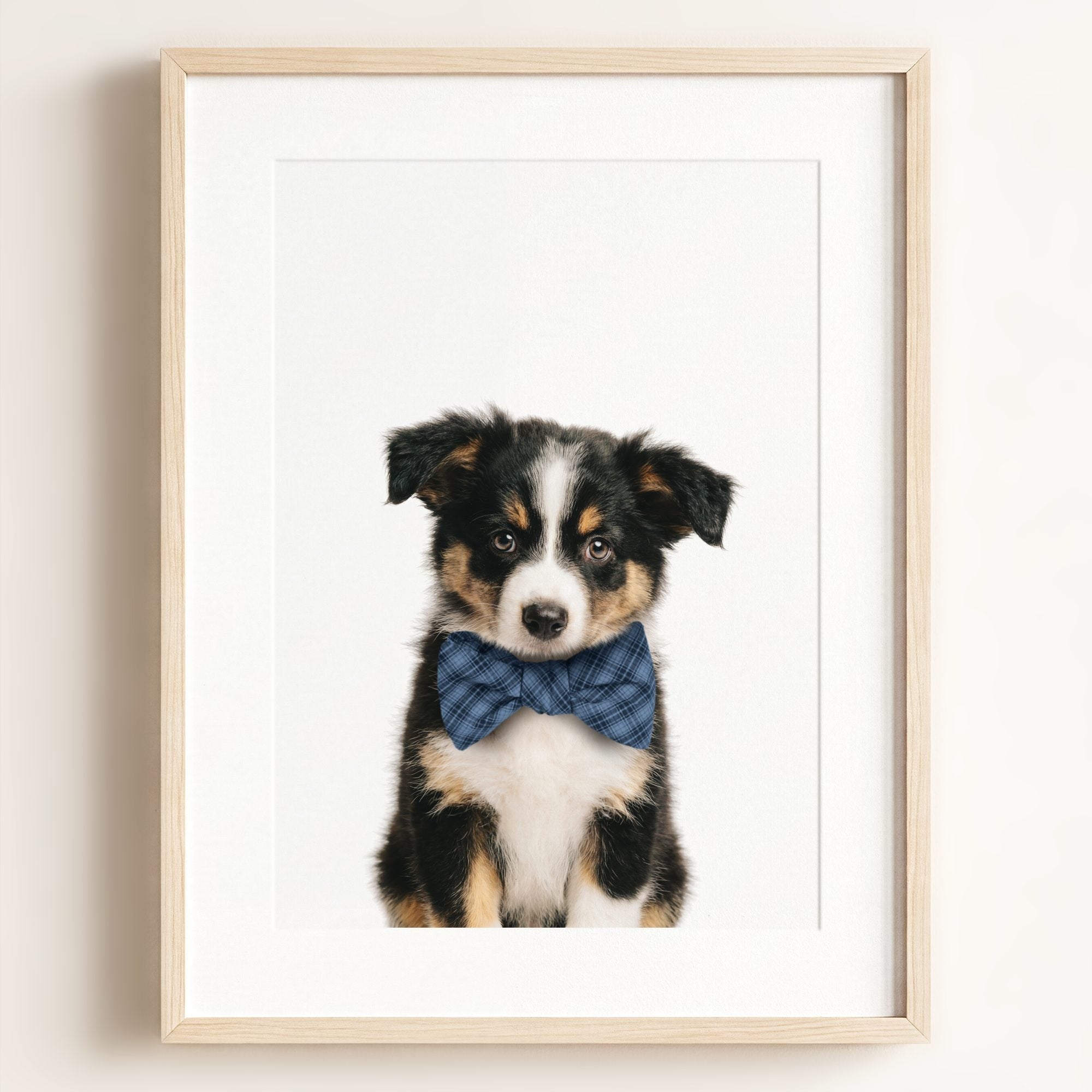 Baby Australian Shepherd Puppy