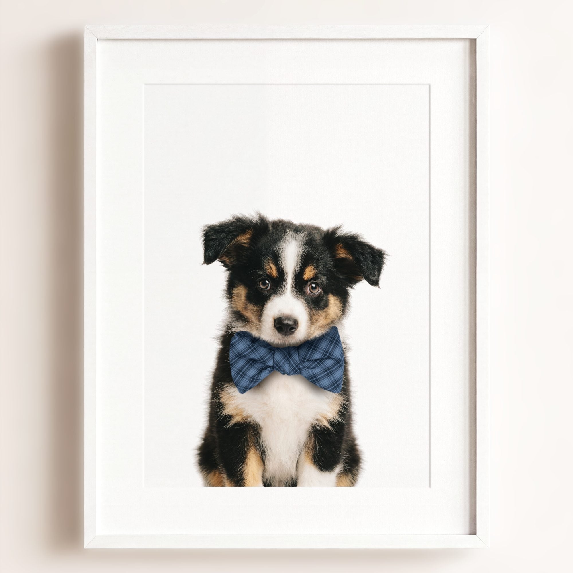 Baby Australian Shepherd Puppy