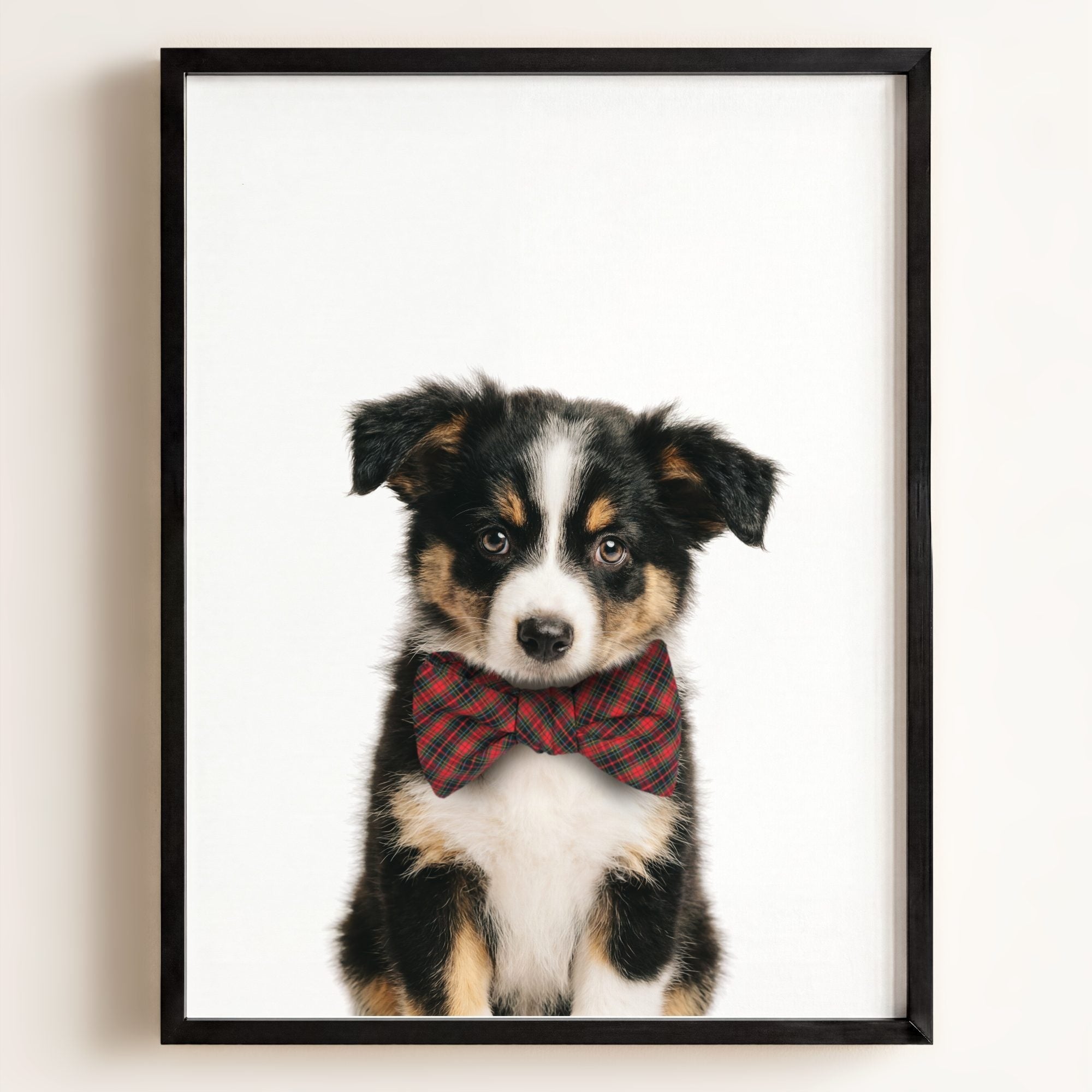 Baby Australian Shepherd Puppy