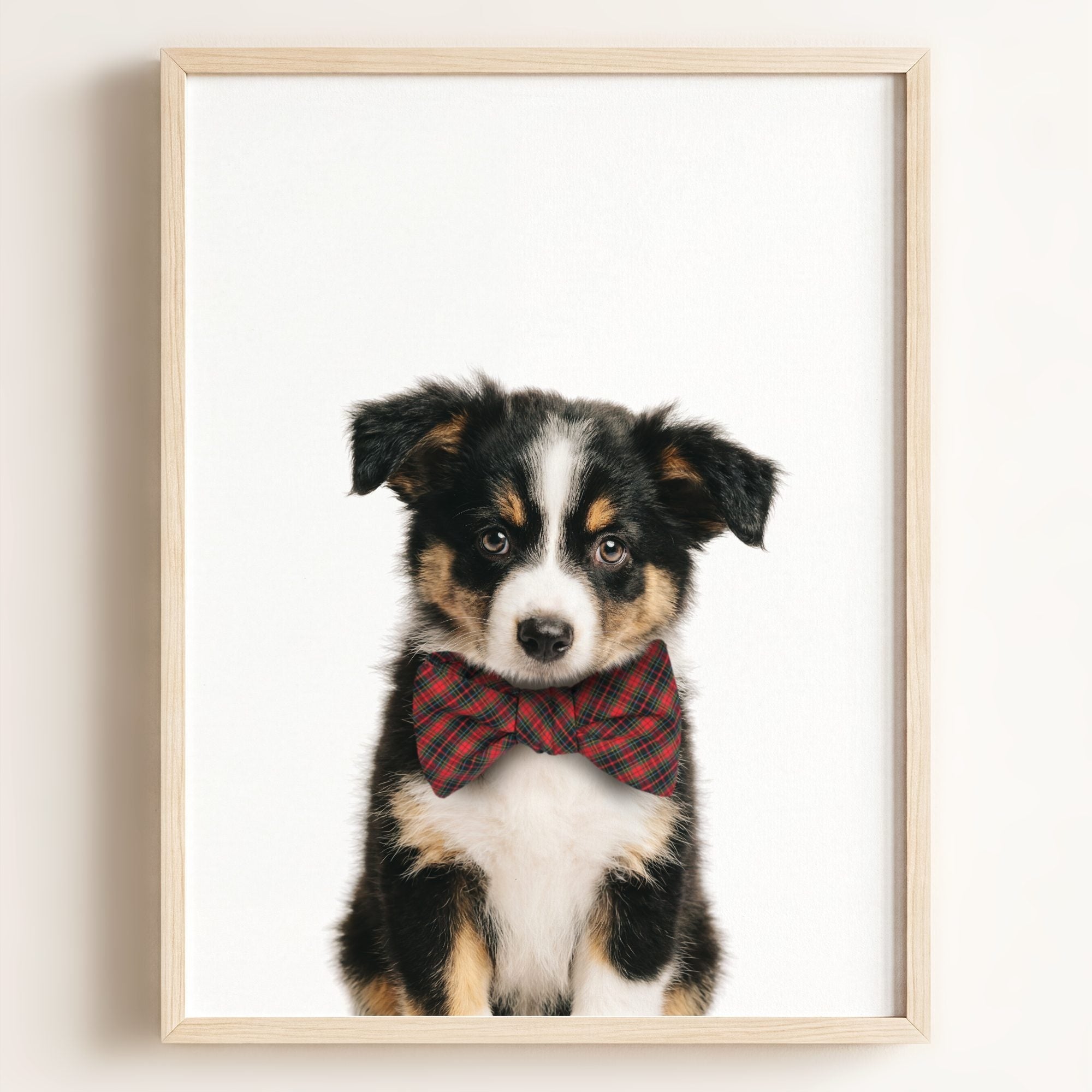 Baby Australian Shepherd Puppy