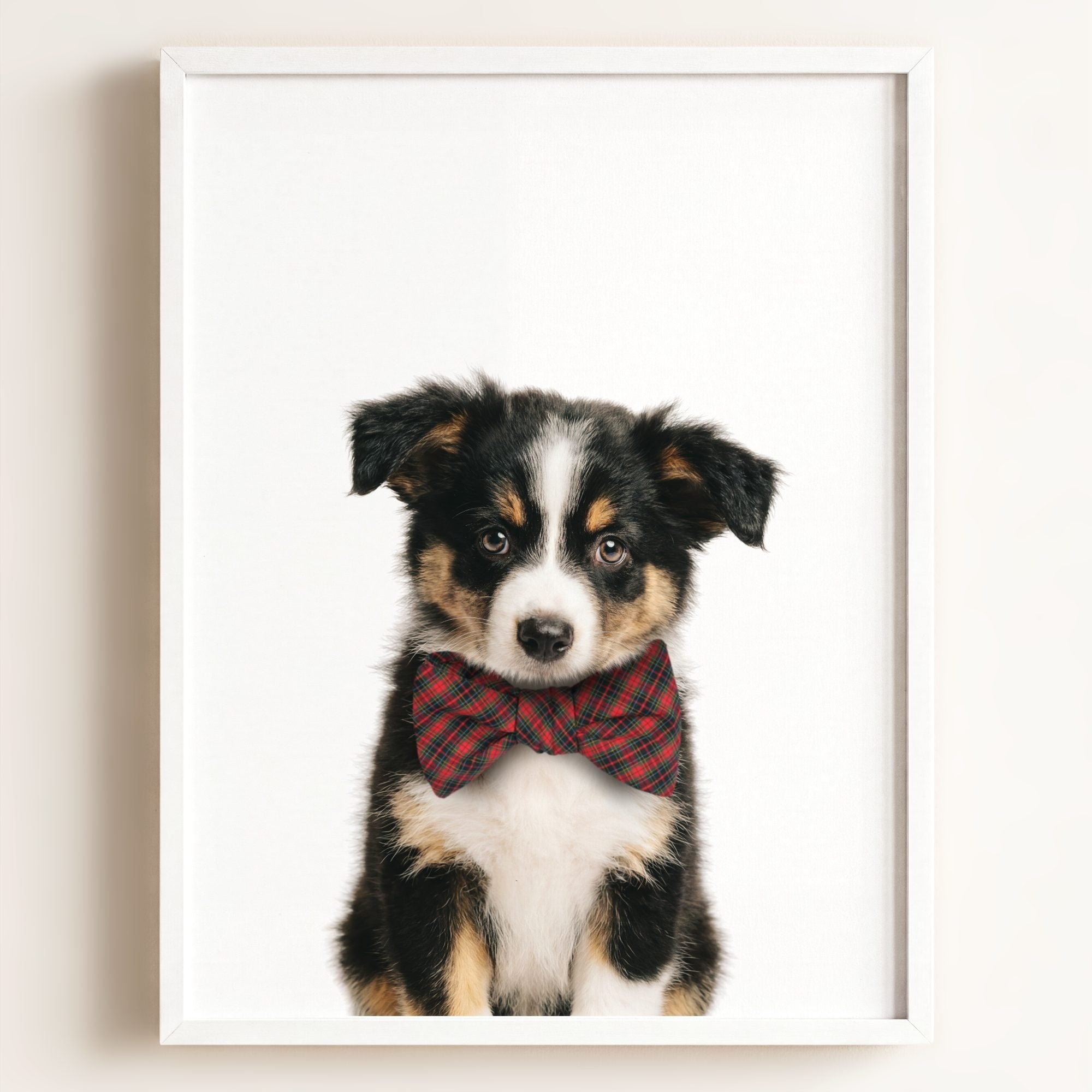 Baby Australian Shepherd Puppy