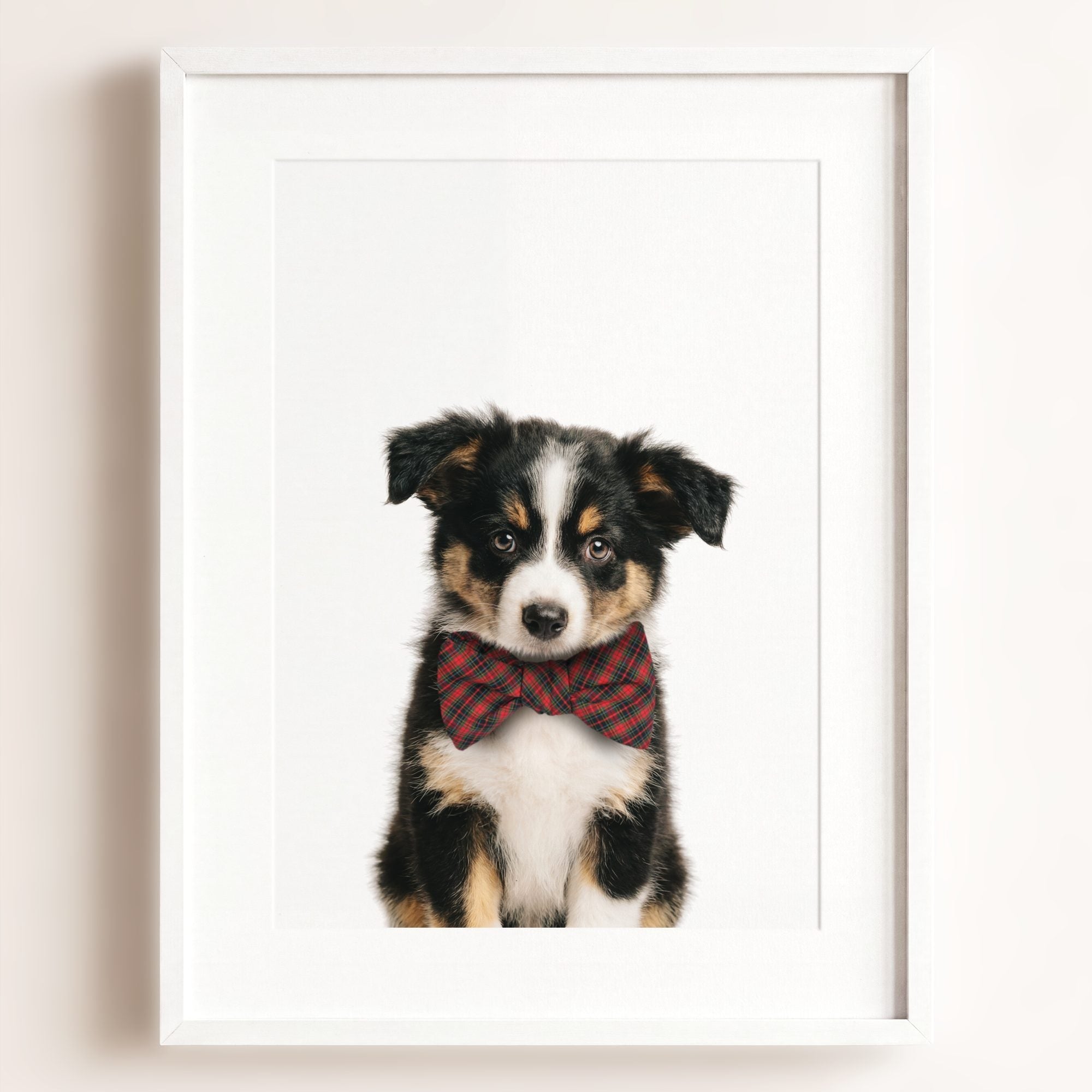 Baby Australian Shepherd Puppy