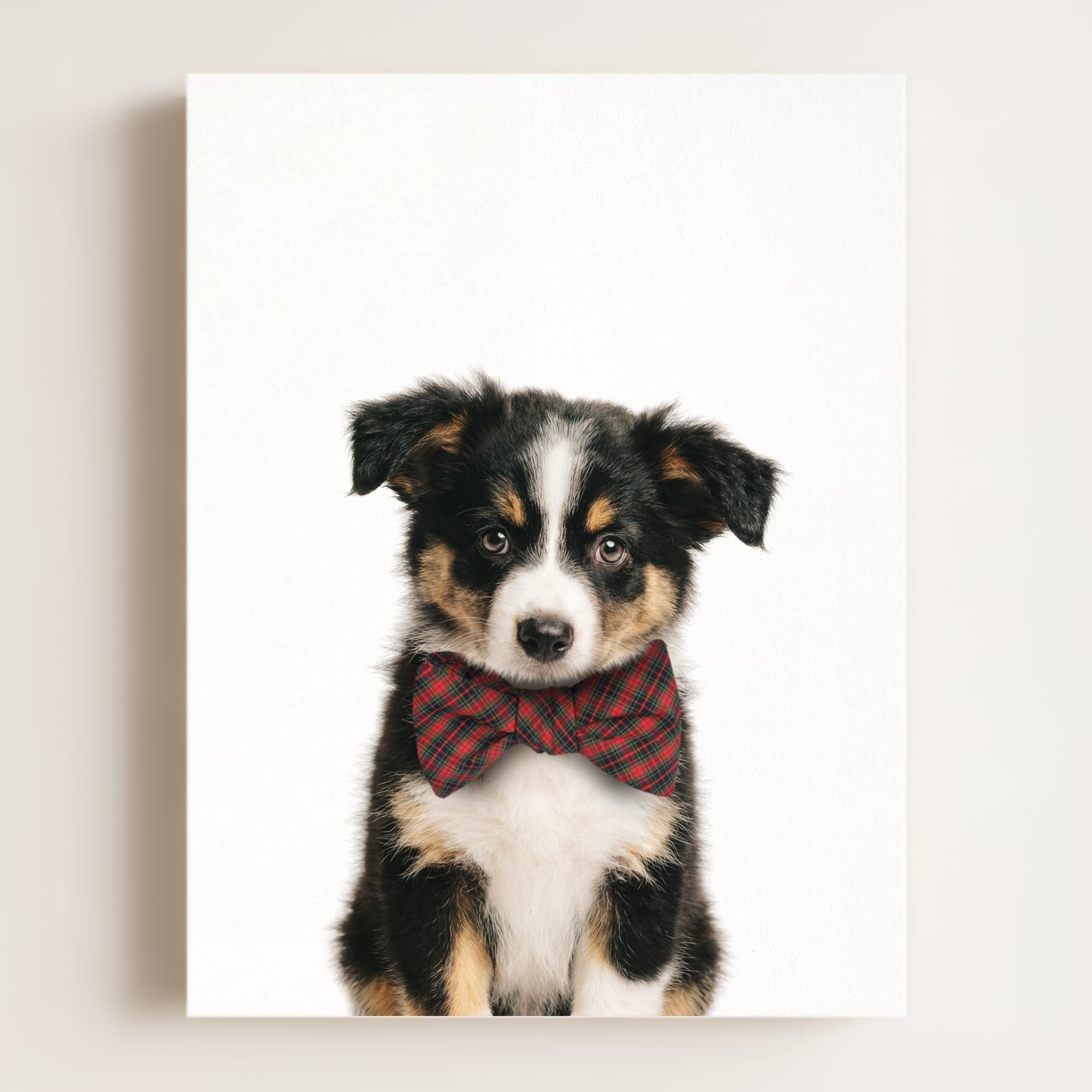 Baby Australian Shepherd Puppy