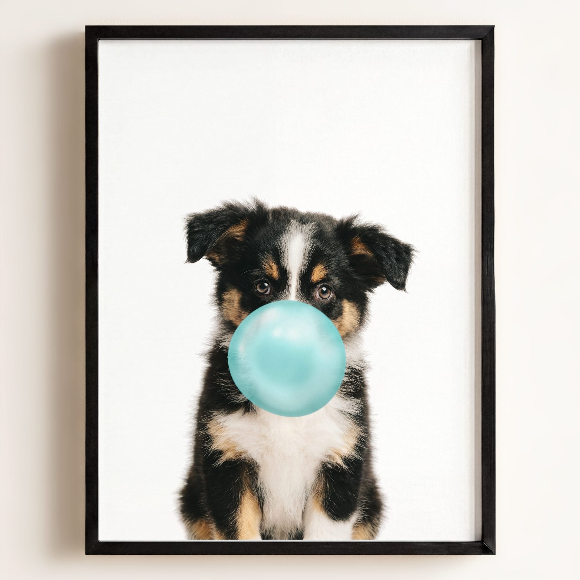 Baby Australian Shepherd Puppy