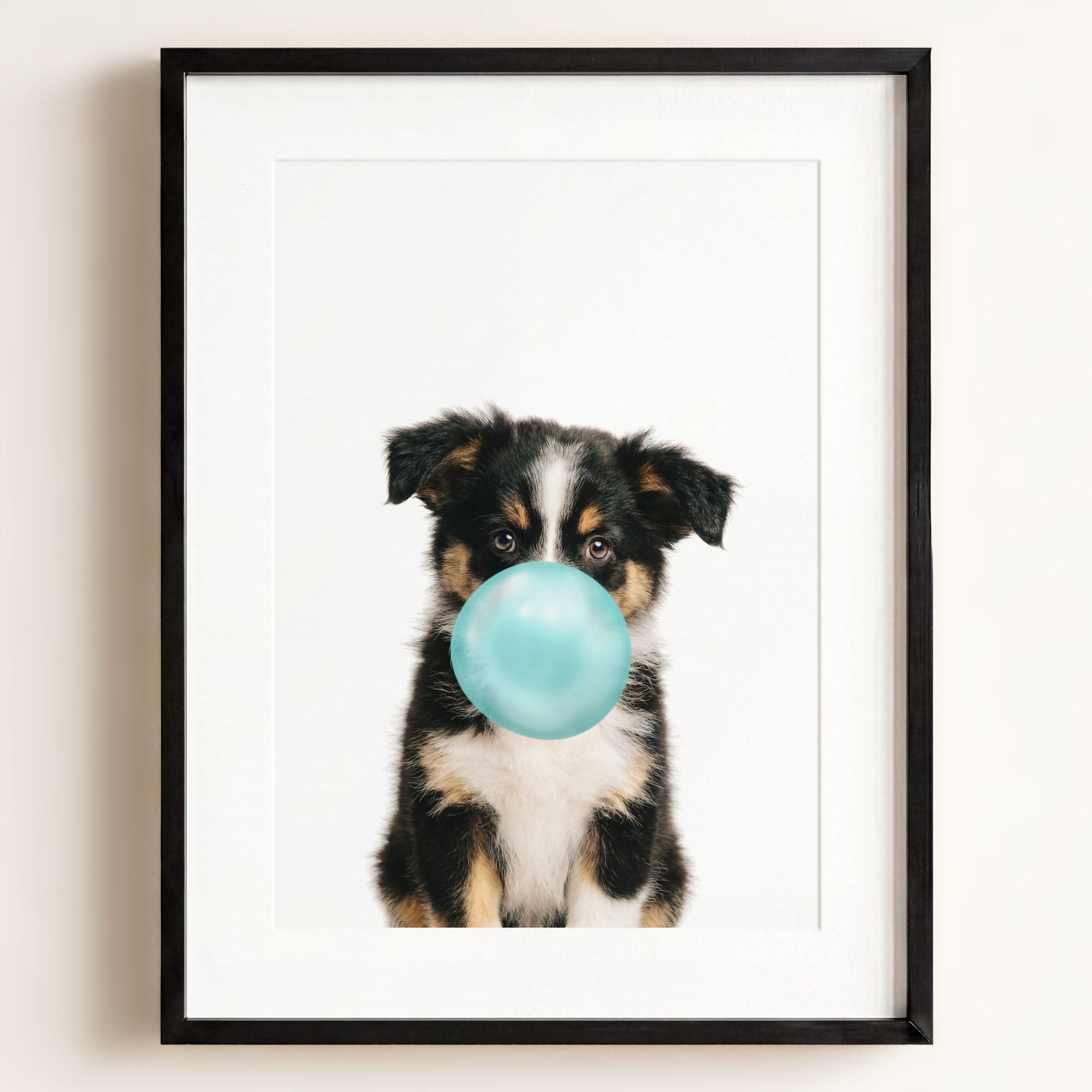 Baby Australian Shepherd Puppy