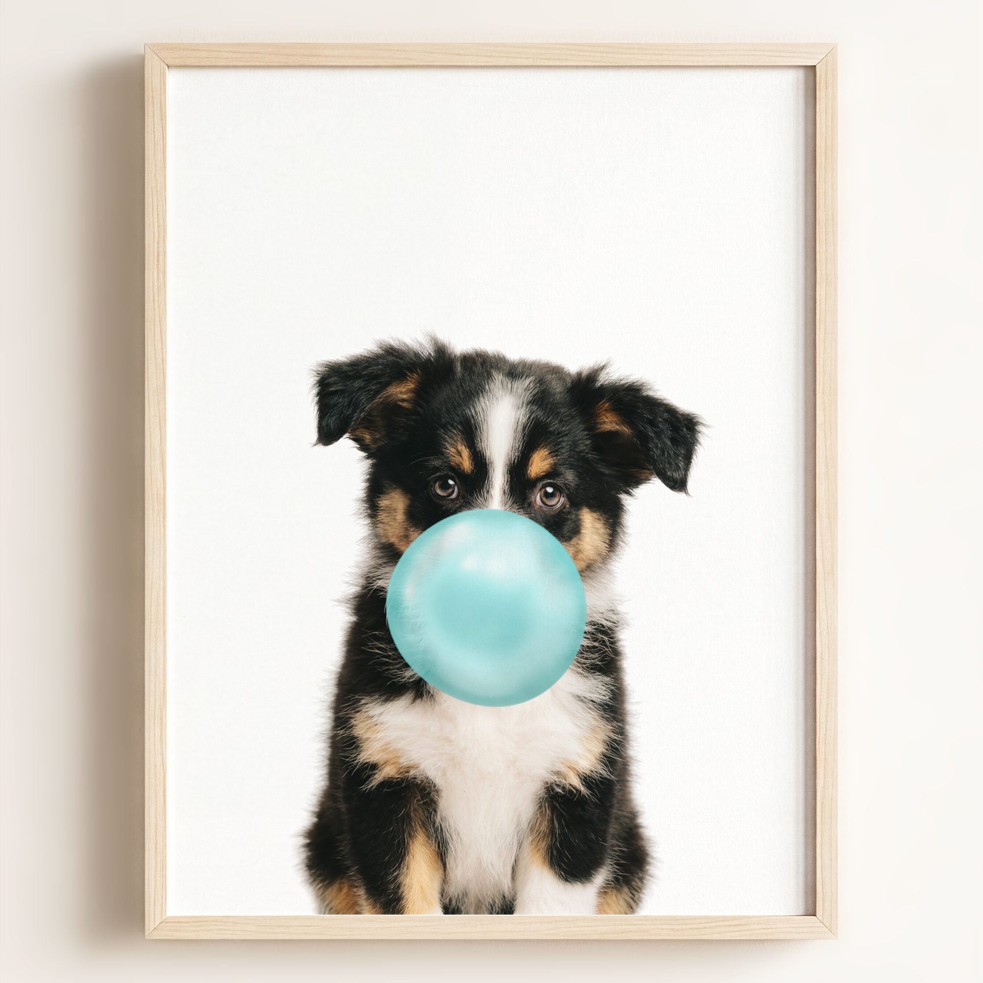 Baby Australian Shepherd Puppy