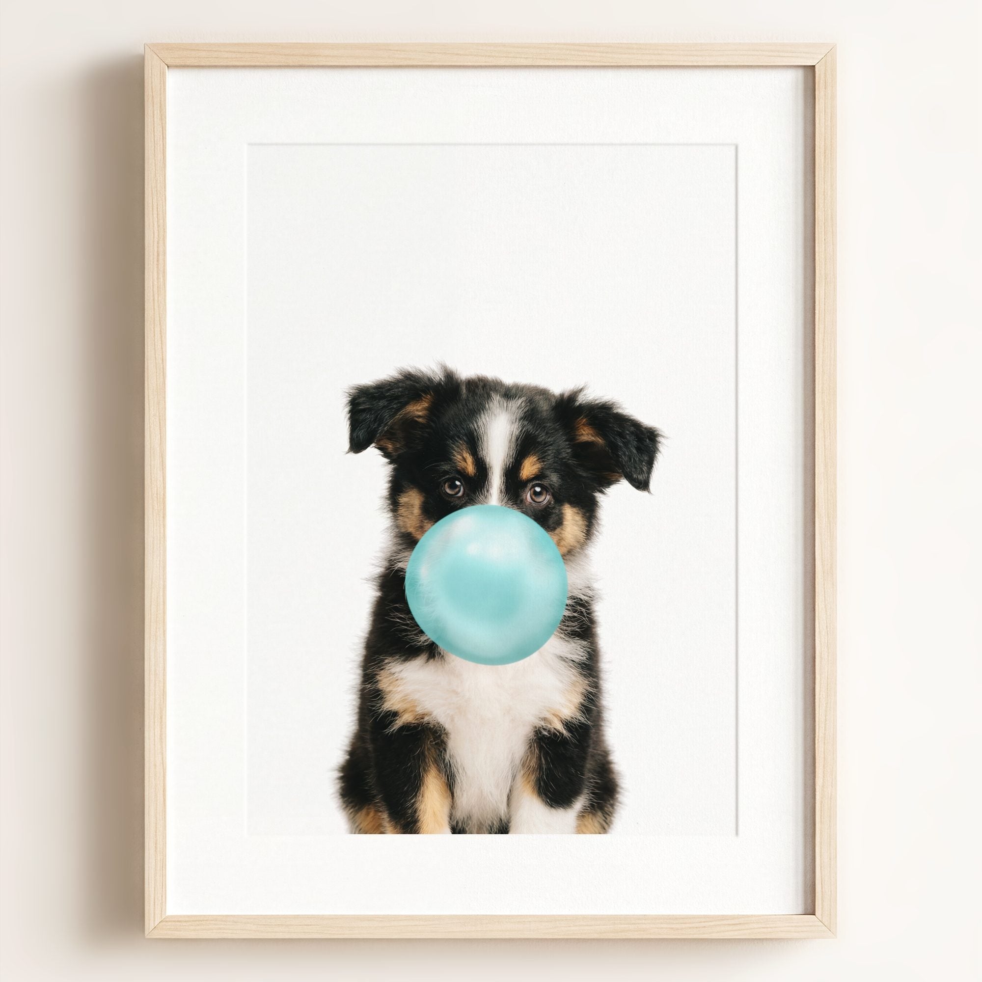 Baby Australian Shepherd Puppy