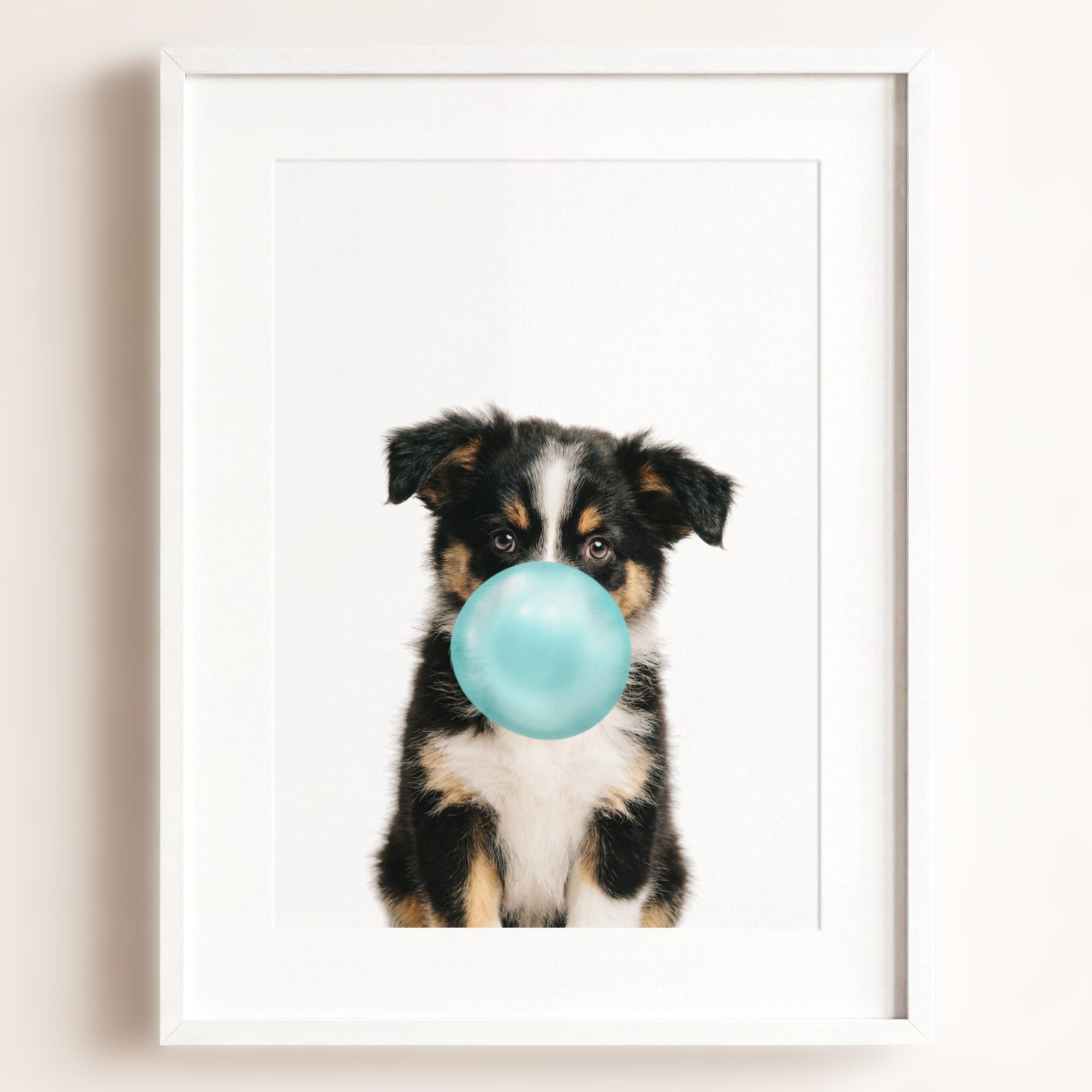 Baby Australian Shepherd Puppy