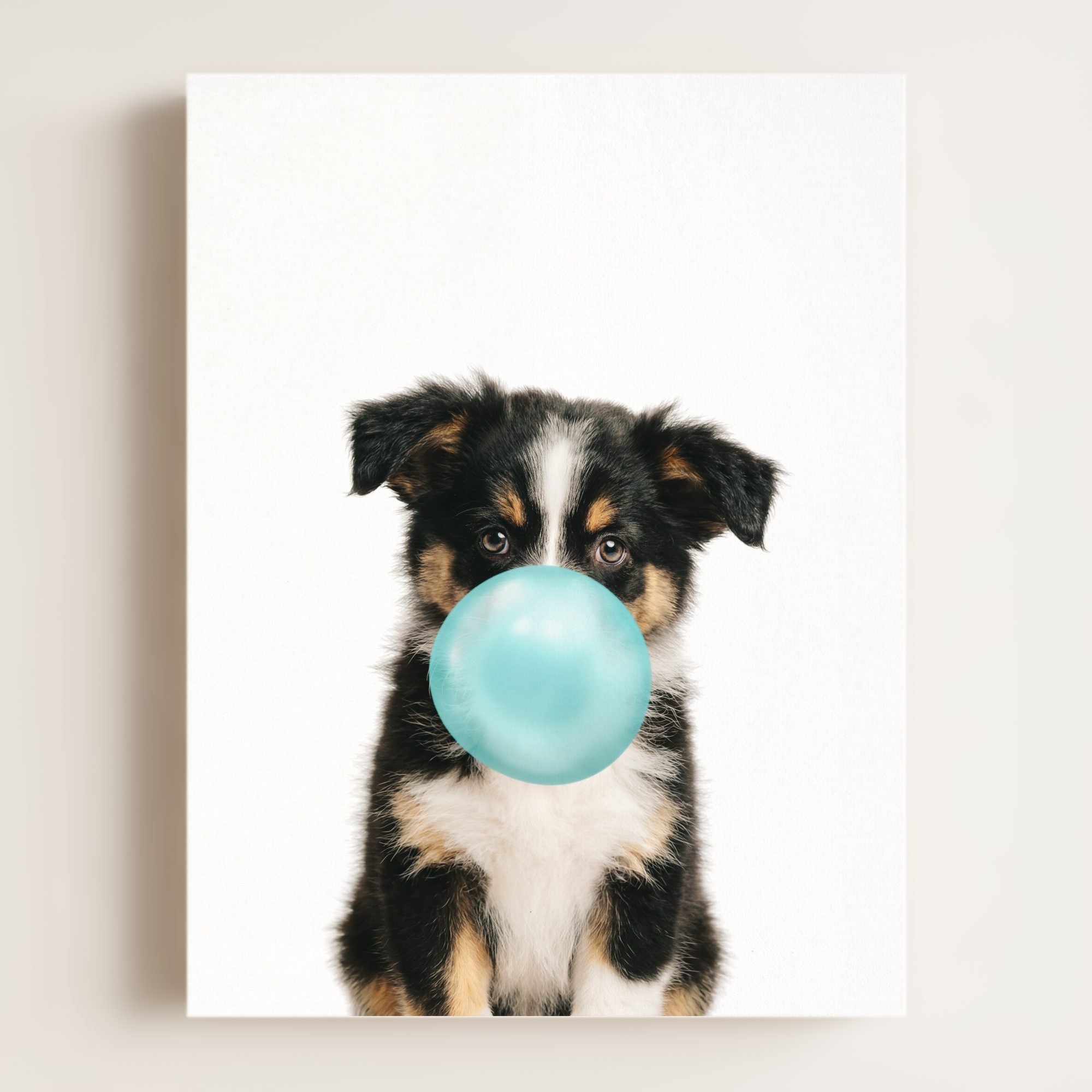 Baby Australian Shepherd Puppy