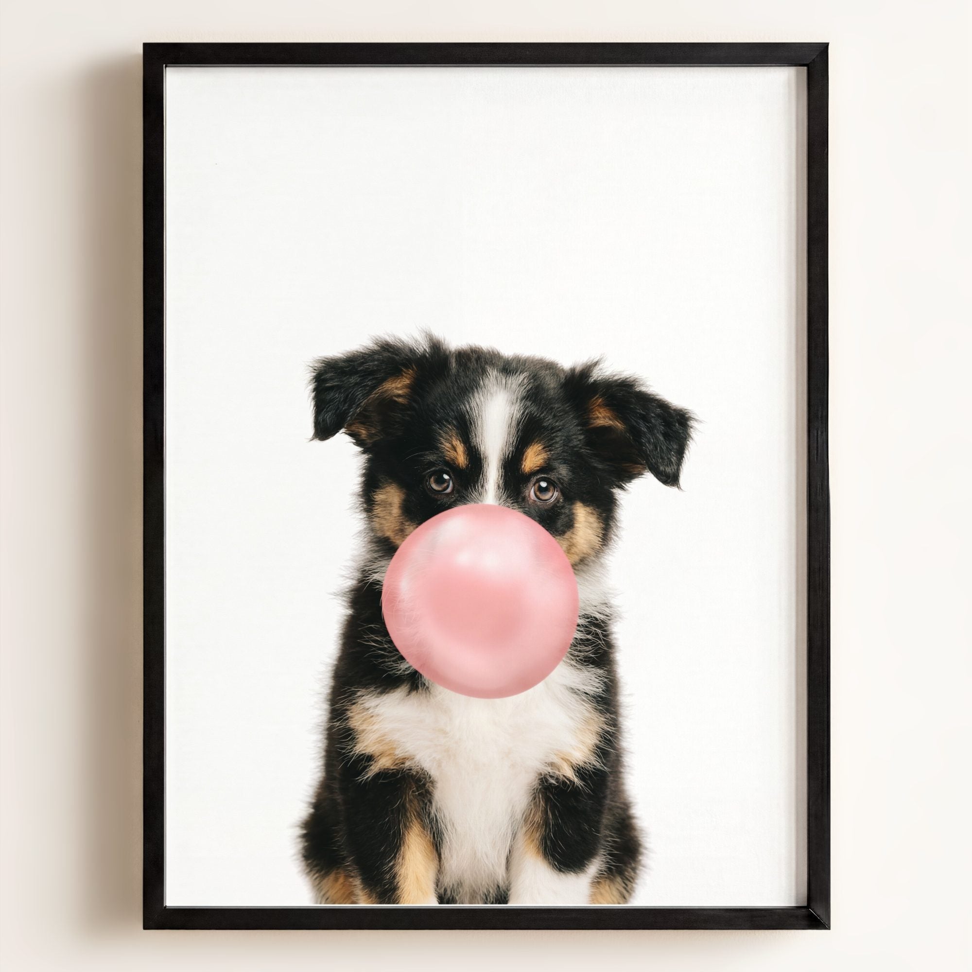 Baby Australian Shepherd Puppy