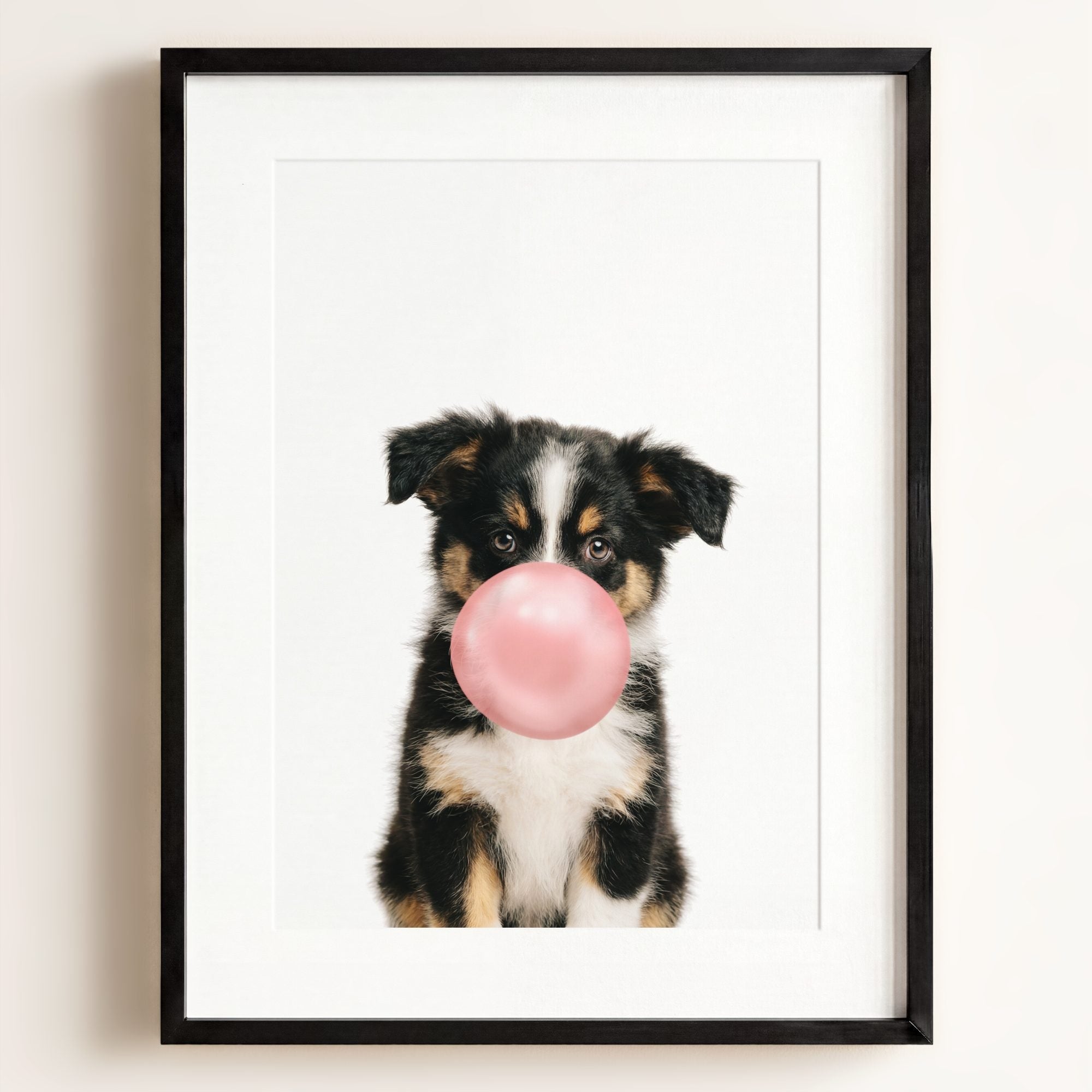 Baby Australian Shepherd Puppy