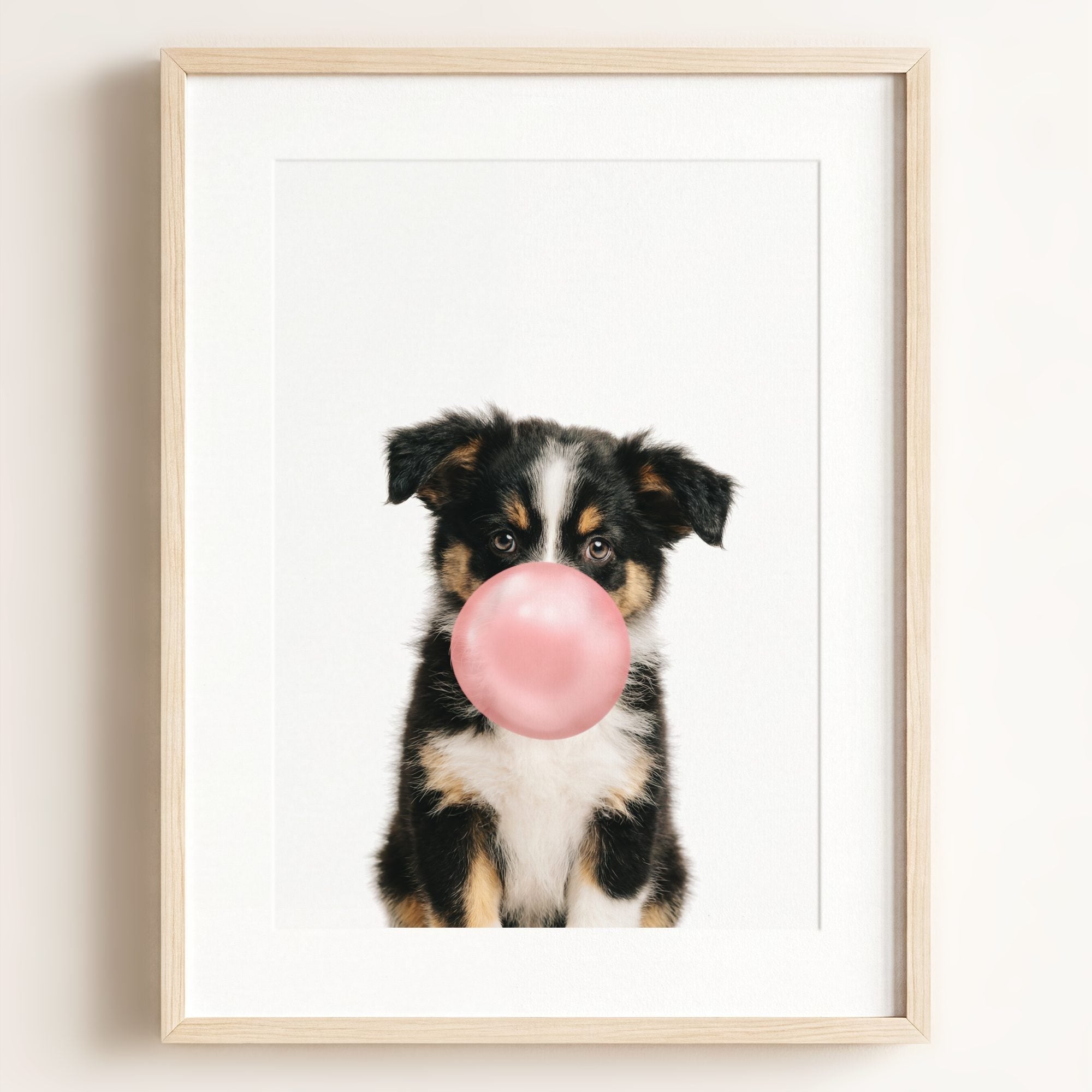 Baby Australian Shepherd Puppy