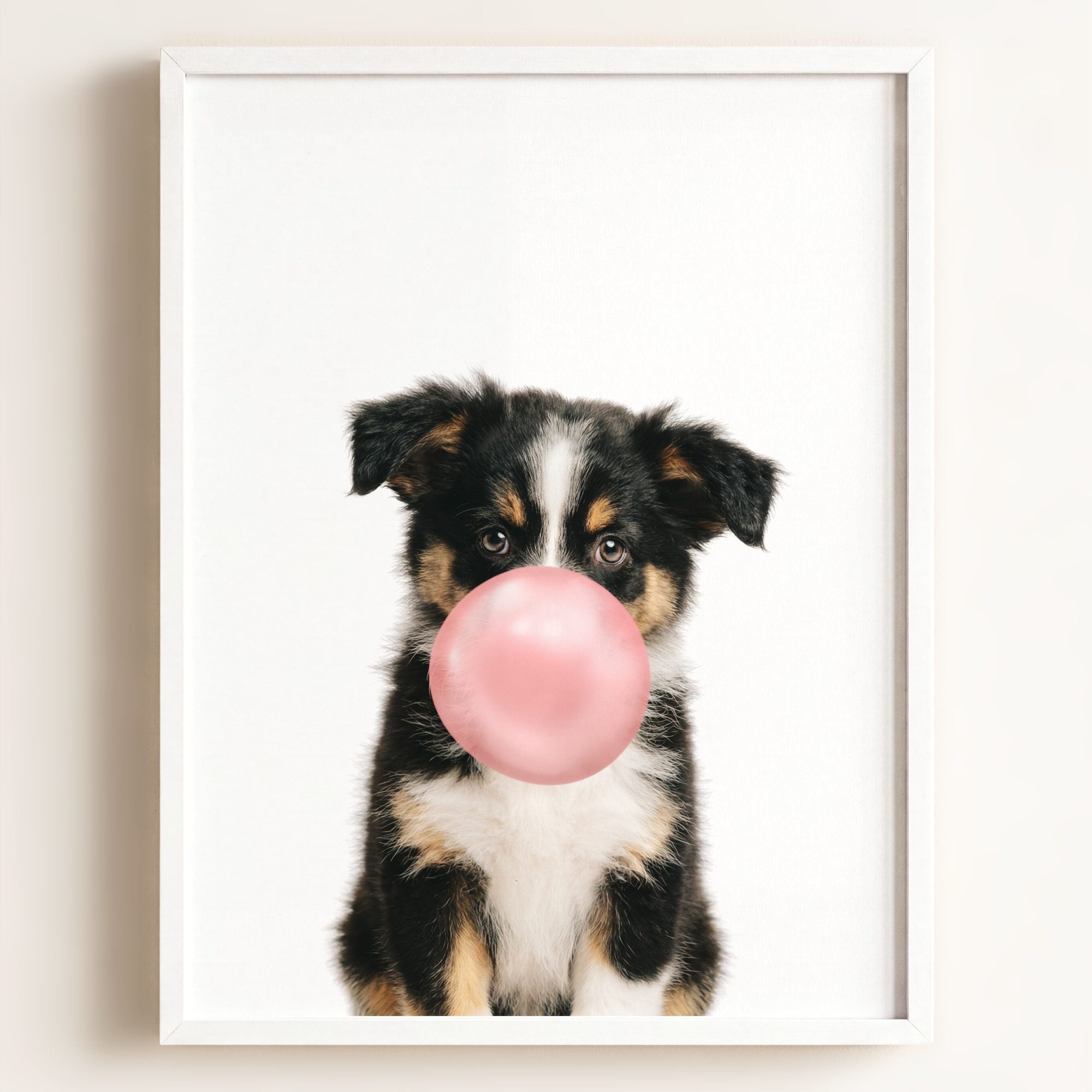 Baby Australian Shepherd Puppy