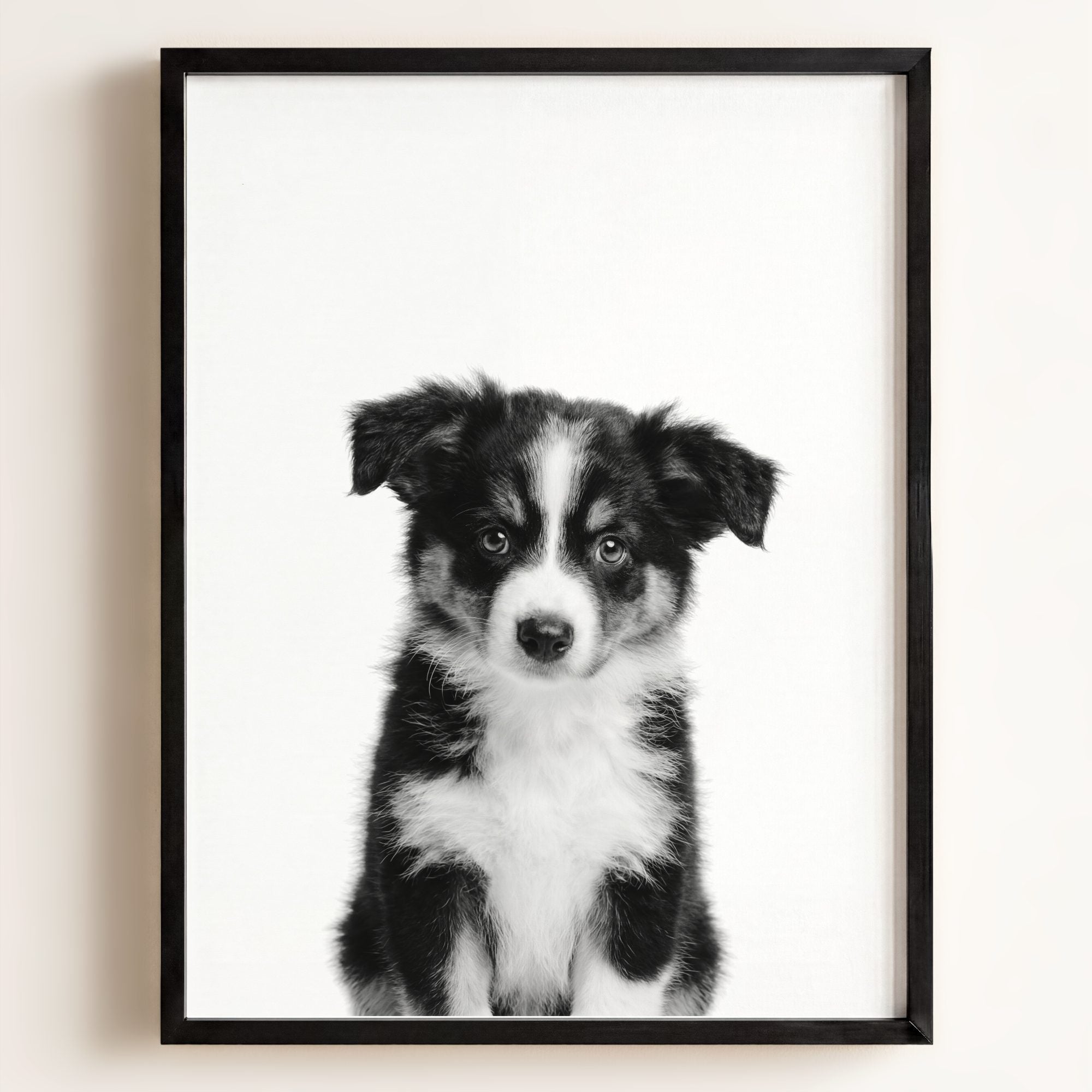 Baby Australian Shepherd Puppy