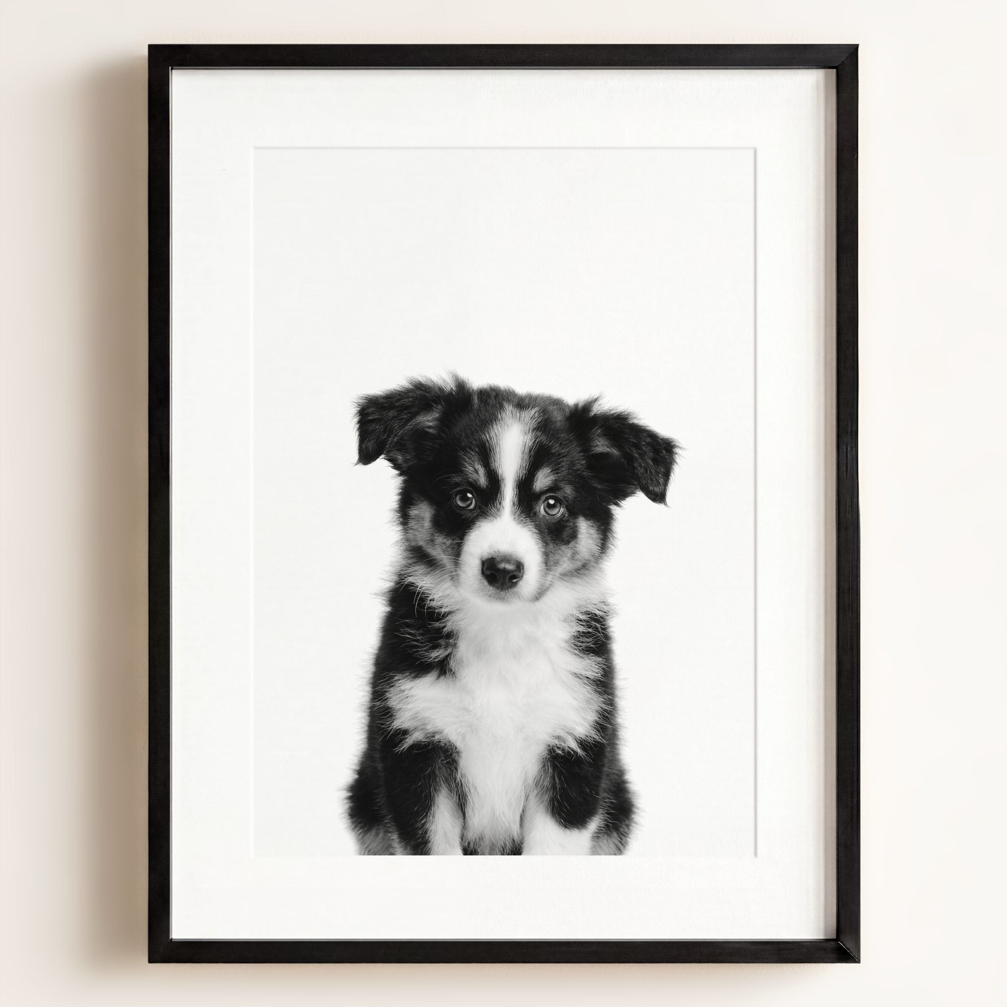 Baby Australian Shepherd Puppy