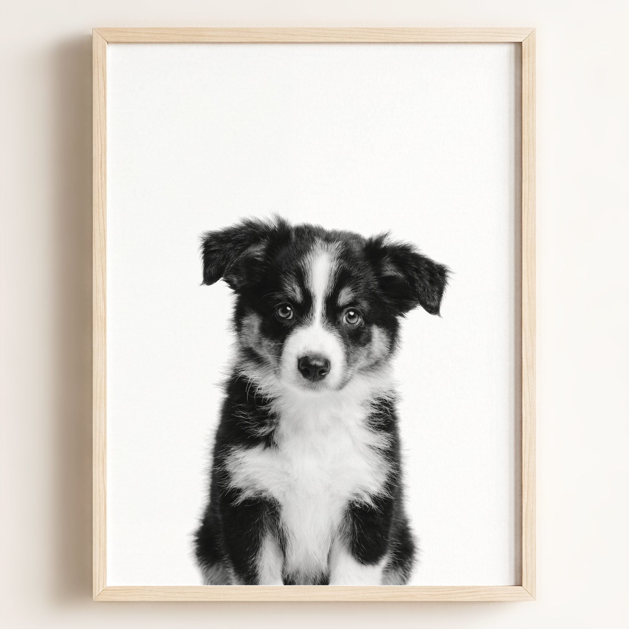 Baby Australian Shepherd Puppy