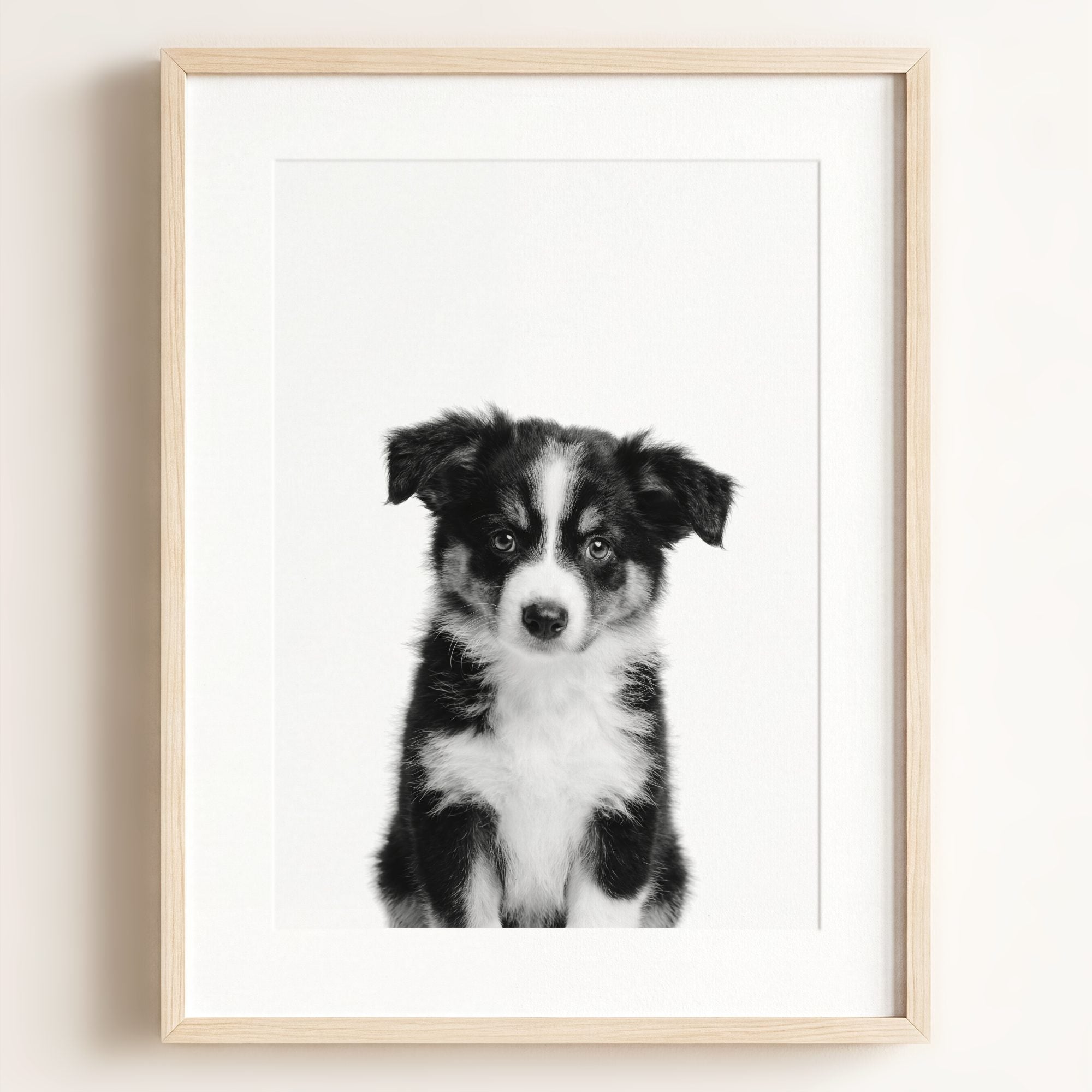 Baby Australian Shepherd Puppy