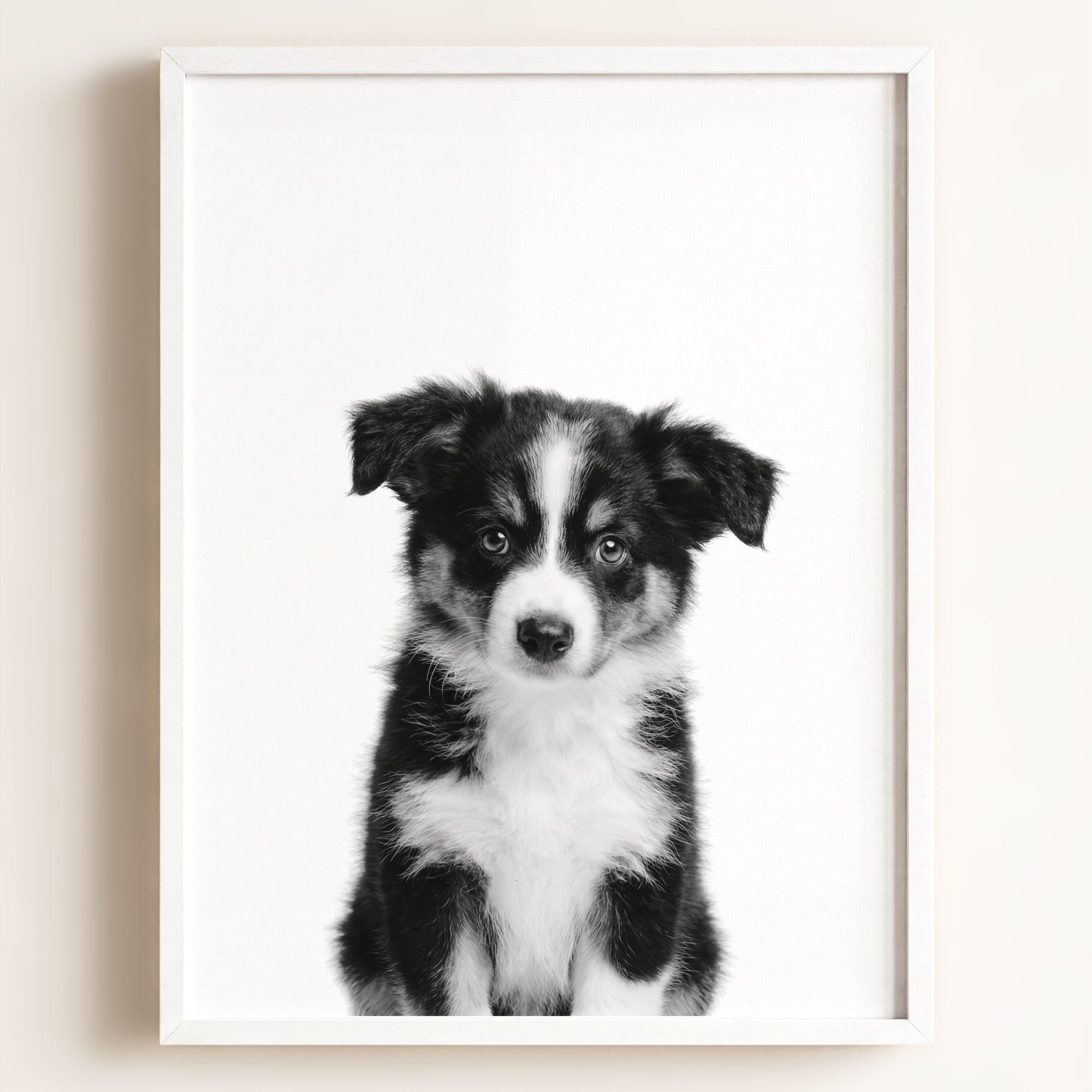 Baby Australian Shepherd Puppy