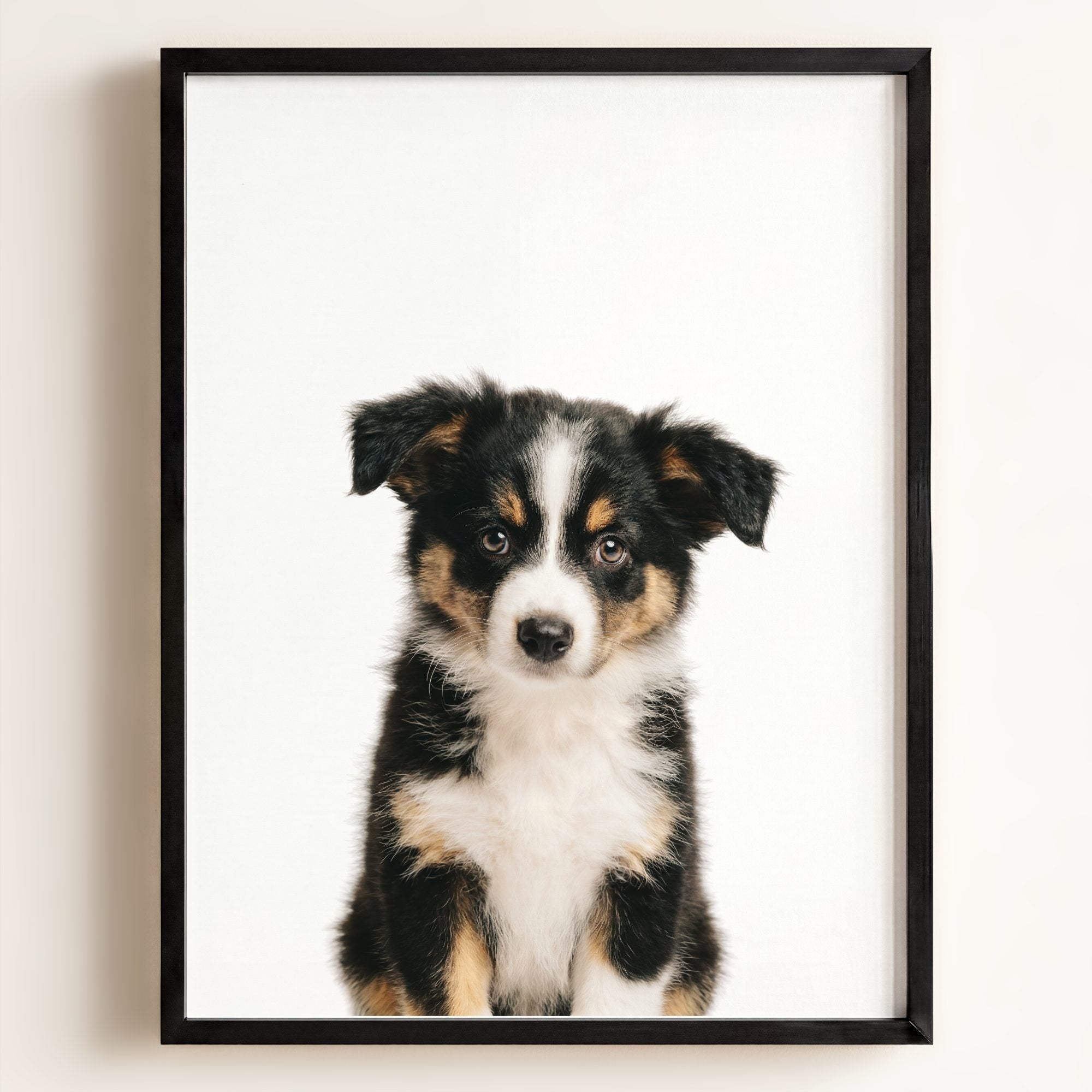 Baby Australian Shepherd Puppy