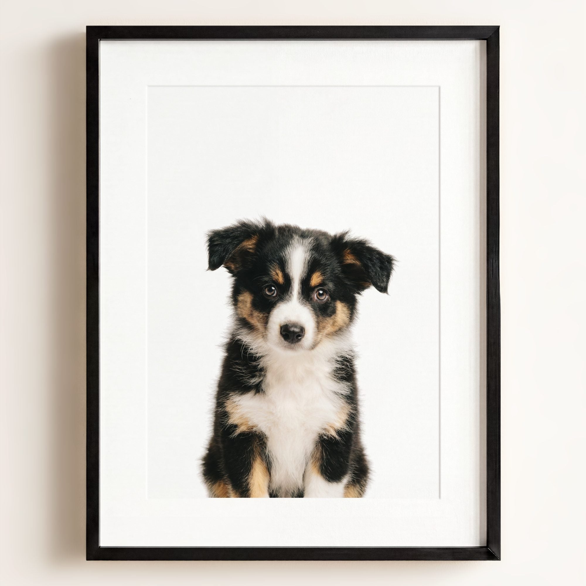 Baby Australian Shepherd Puppy