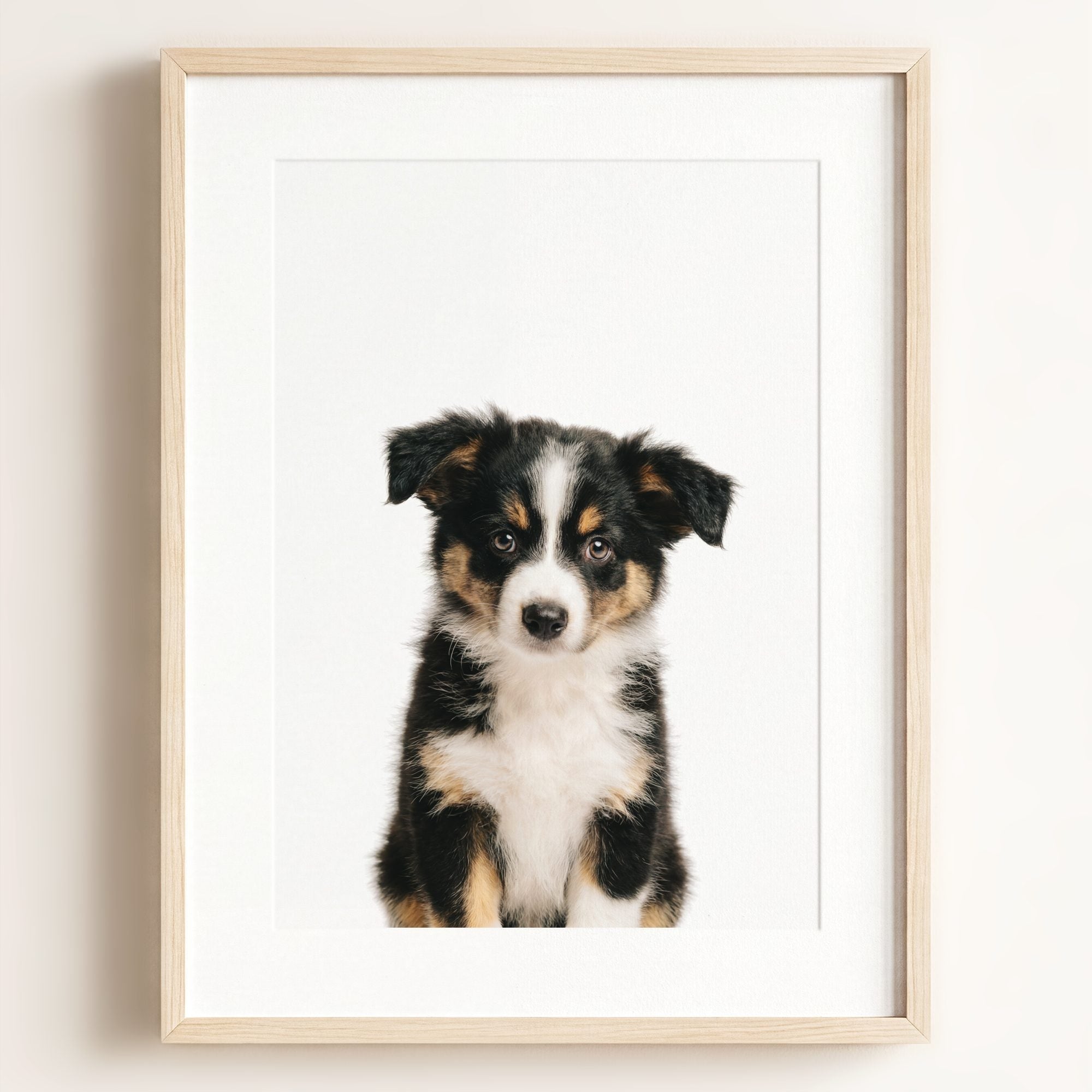 Baby Australian Shepherd Puppy