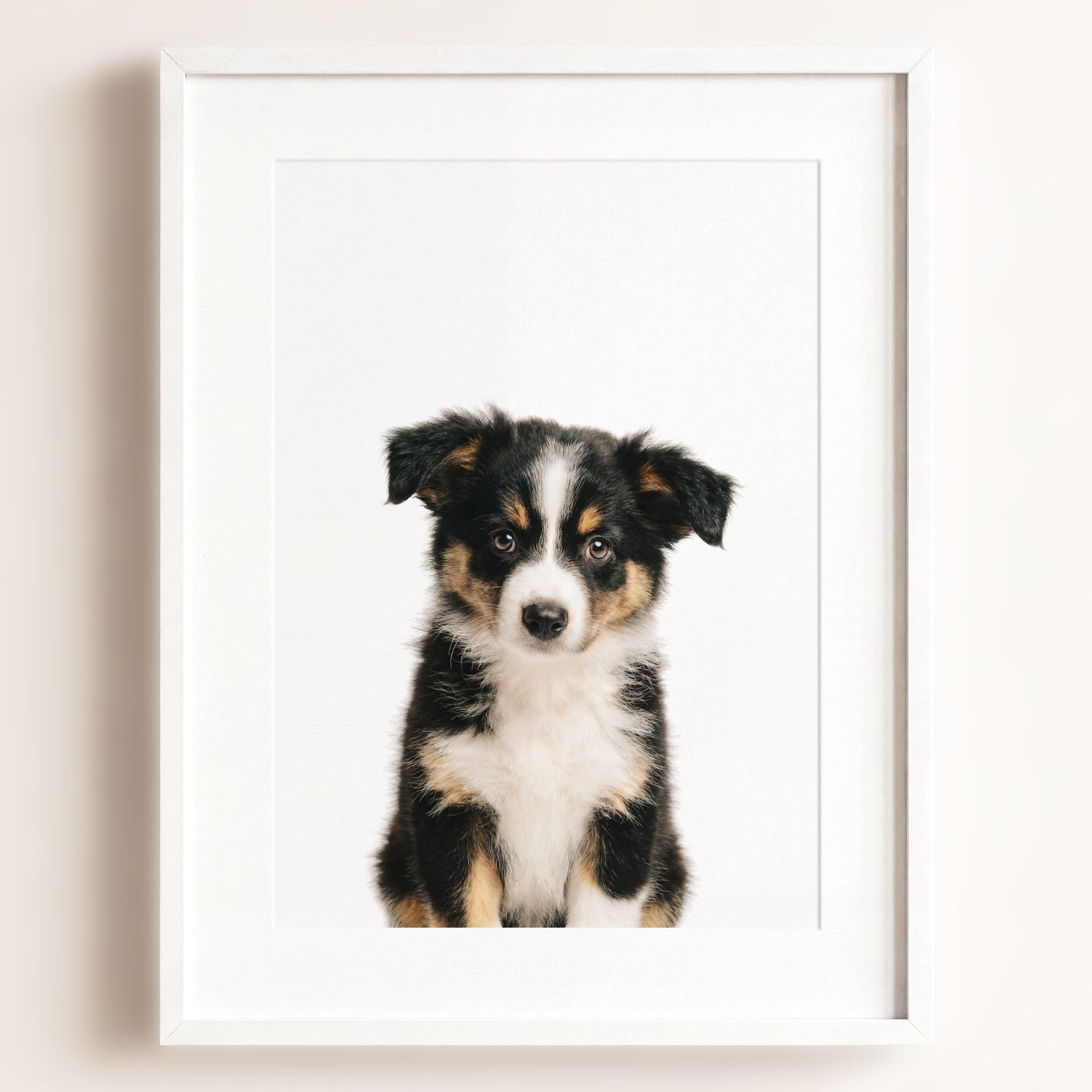 Baby Australian Shepherd Puppy